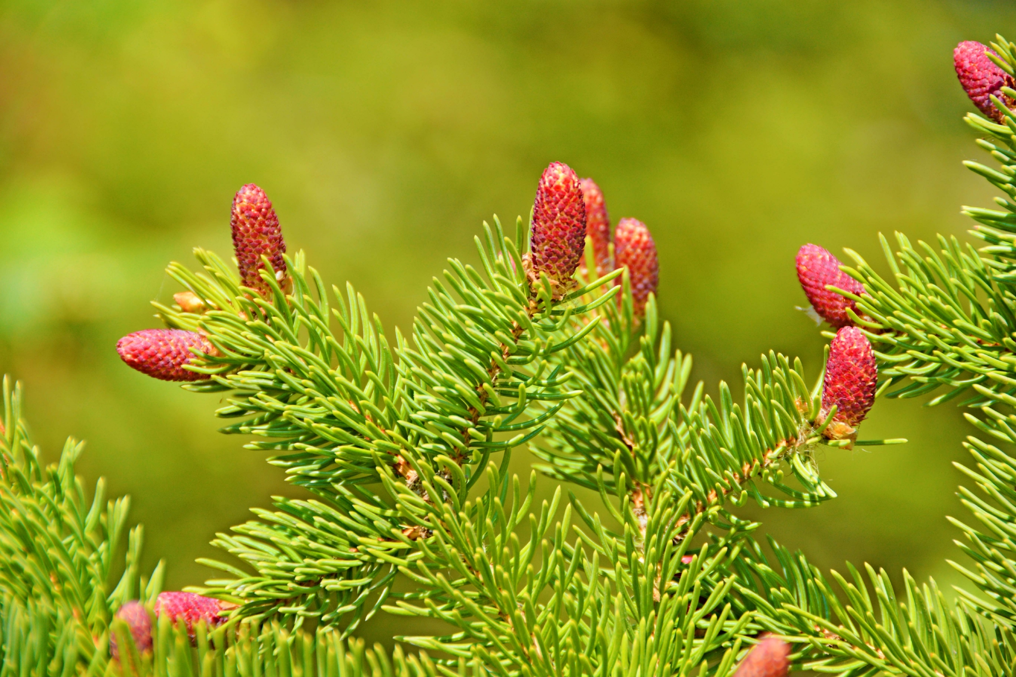 云杉满是花粉的花 原创拍摄 云杉 花粉 原创 新浪新闻 云杉满是花粉的花 原创拍摄 云杉 花粉 原创 新浪新闻