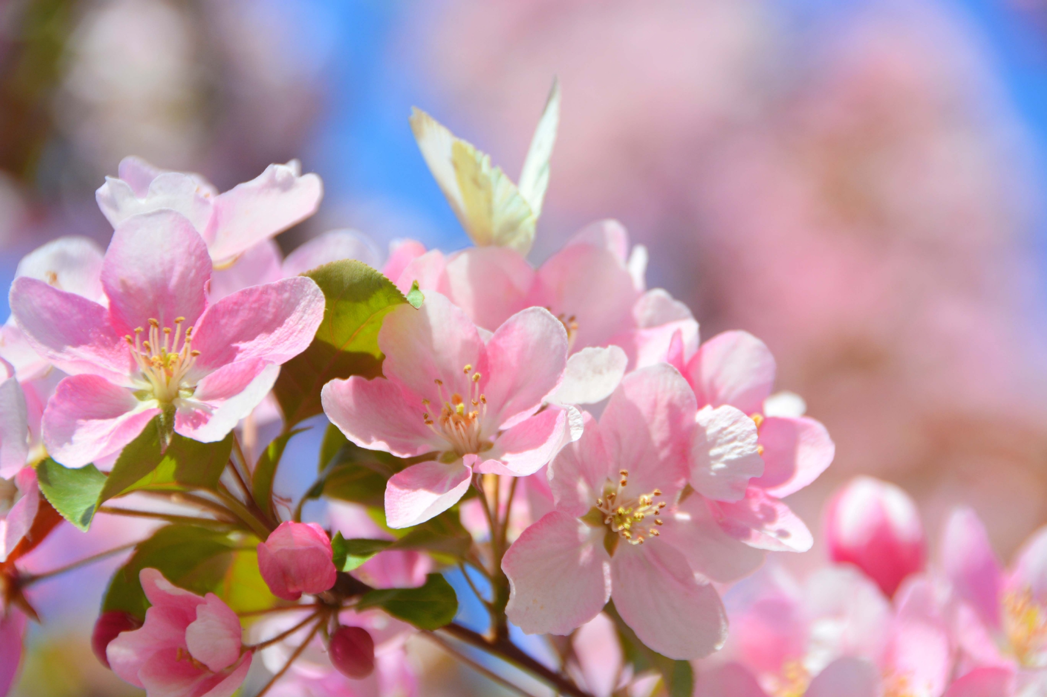 漂亮的北美海棠花原创拍摄