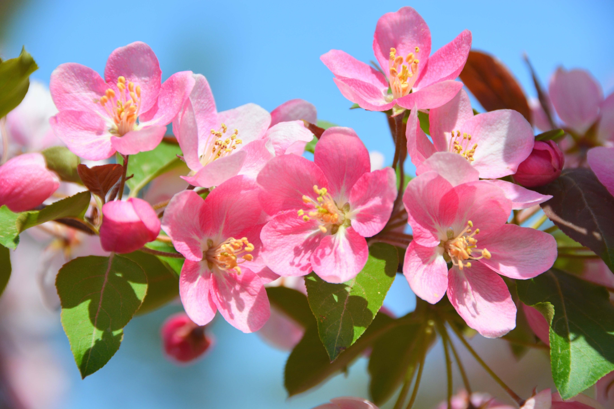 漂亮的北美海棠花原创拍摄