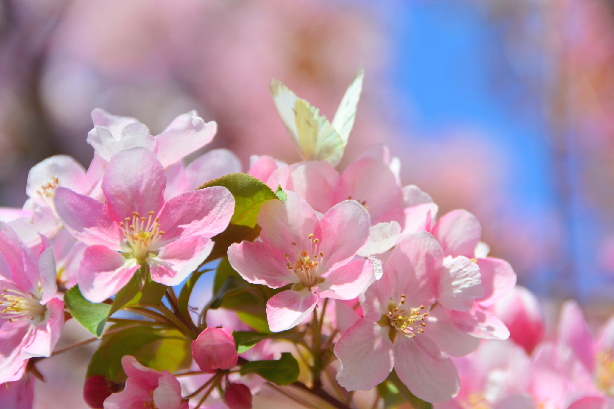 漂亮的北美海棠花原创拍摄