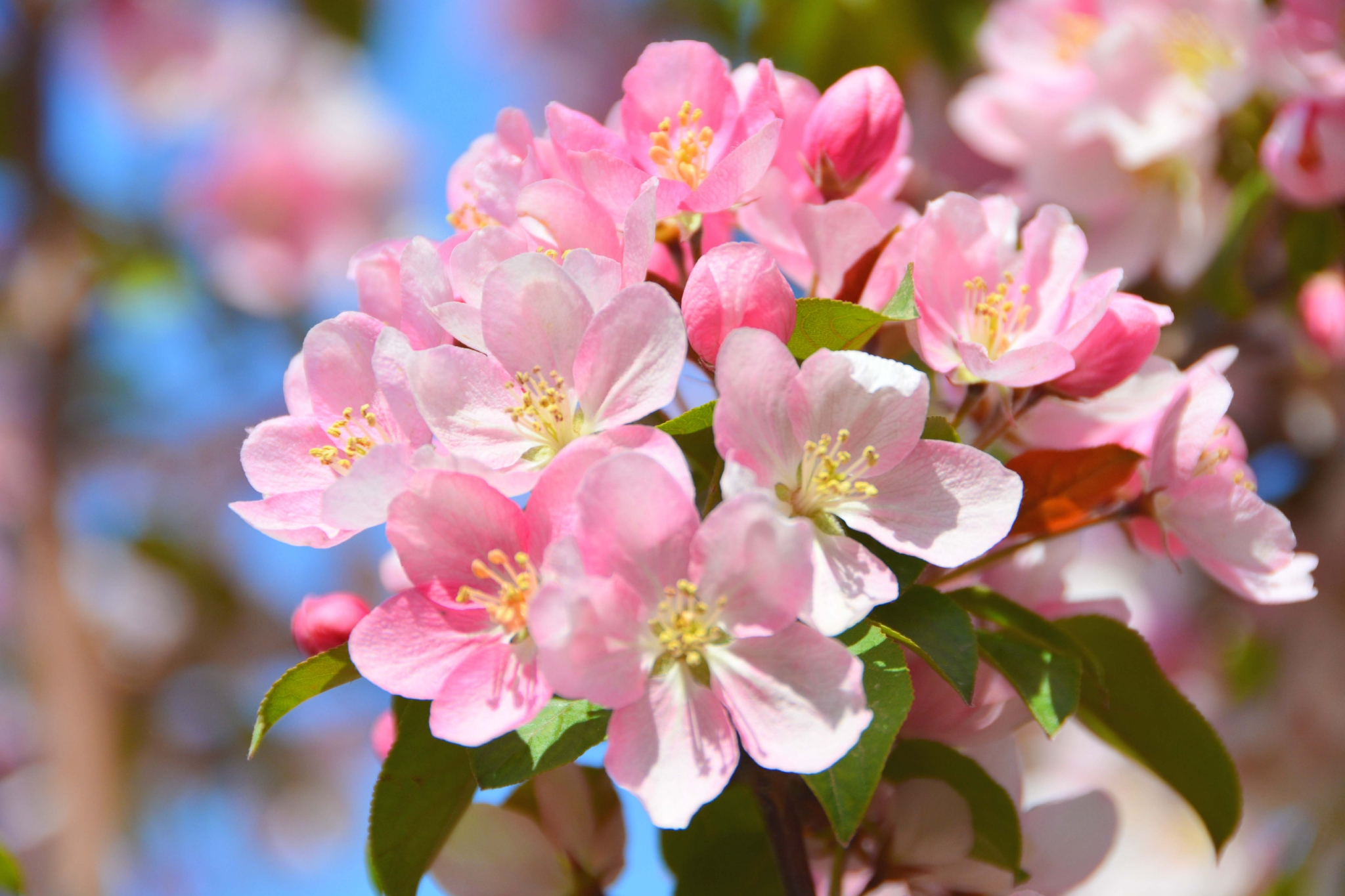 漂亮的北美海棠花原创拍摄