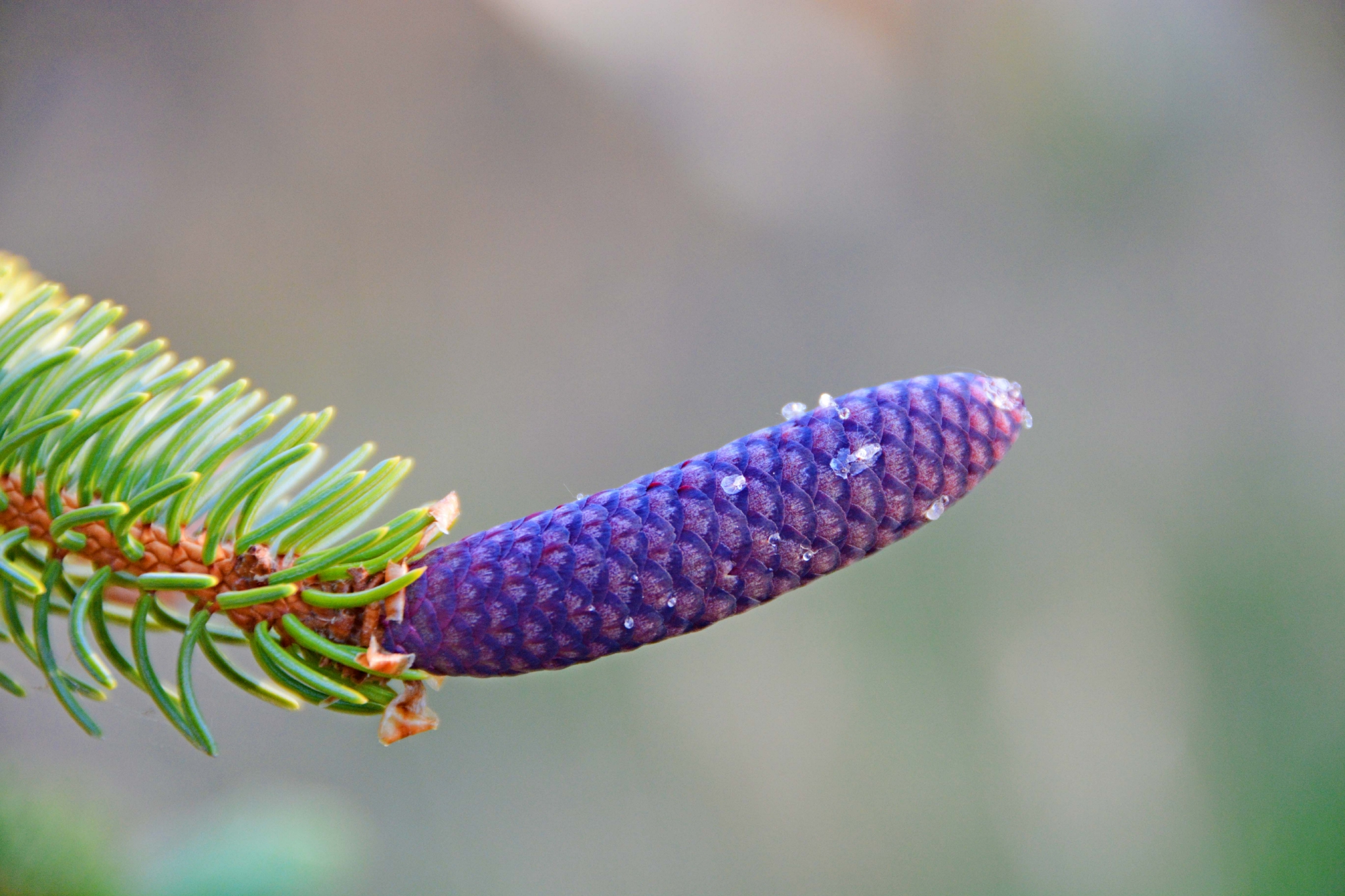 紫蓝色云杉果实,原创拍摄|紫蓝色|云杉|果实_新浪新闻