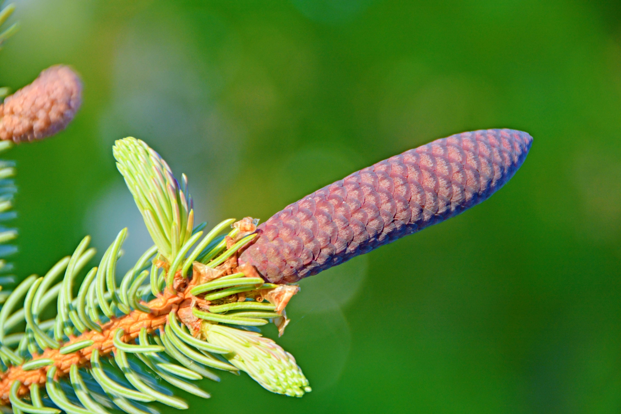 紫蓝色云杉果实原创拍摄