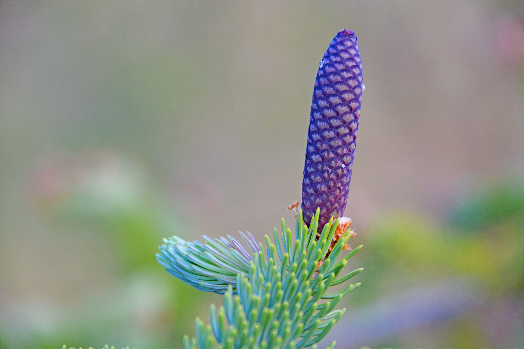 紫蓝色云杉果实原创拍摄