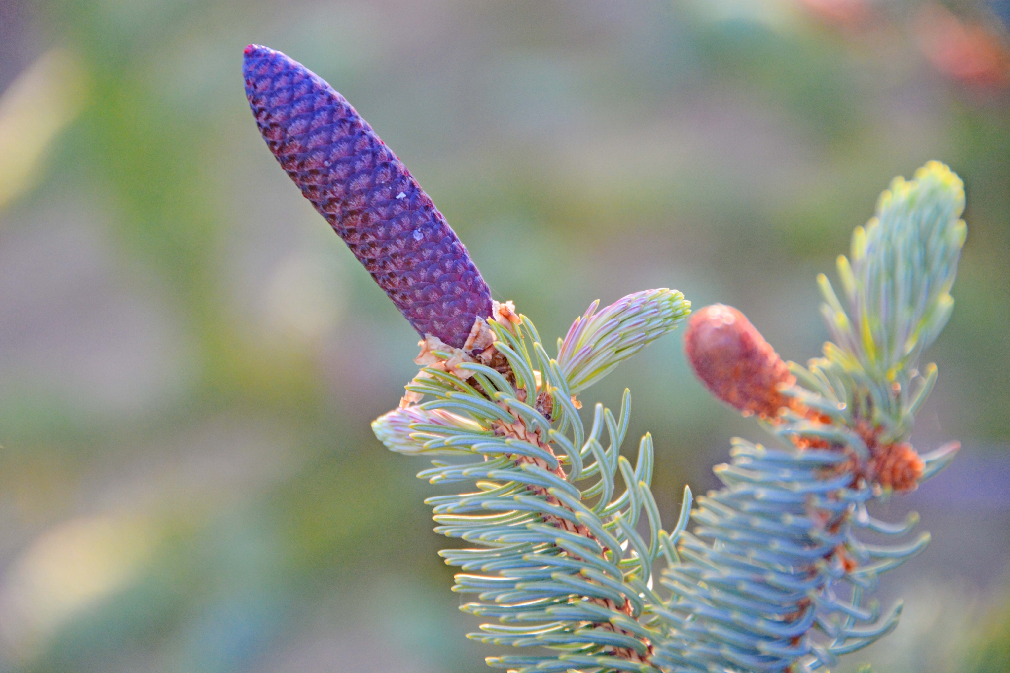 紫蓝色云杉果实原创拍摄