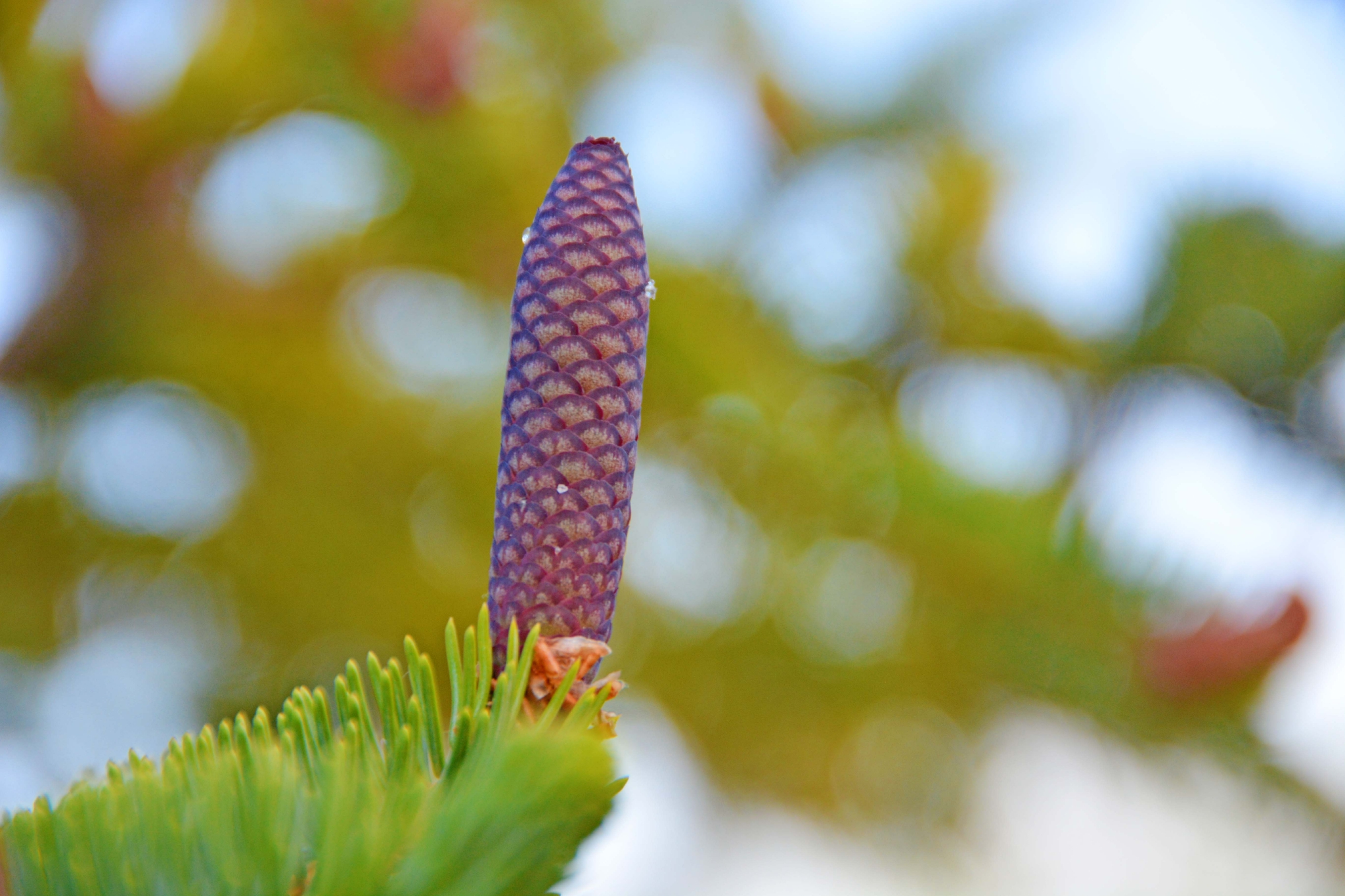 紫蓝色云杉果实,原创拍摄|紫蓝色|云杉|果实_新浪新闻