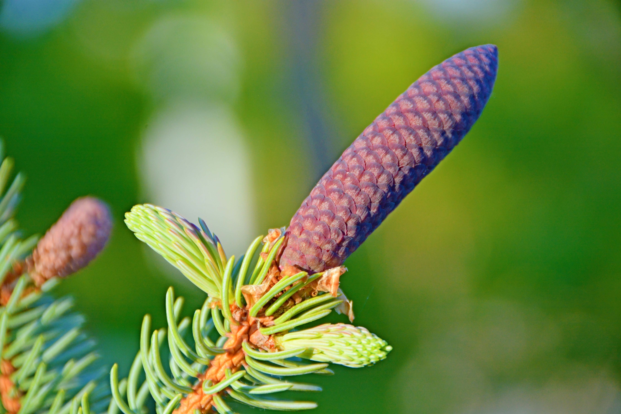 紫蓝色云杉果实原创拍摄