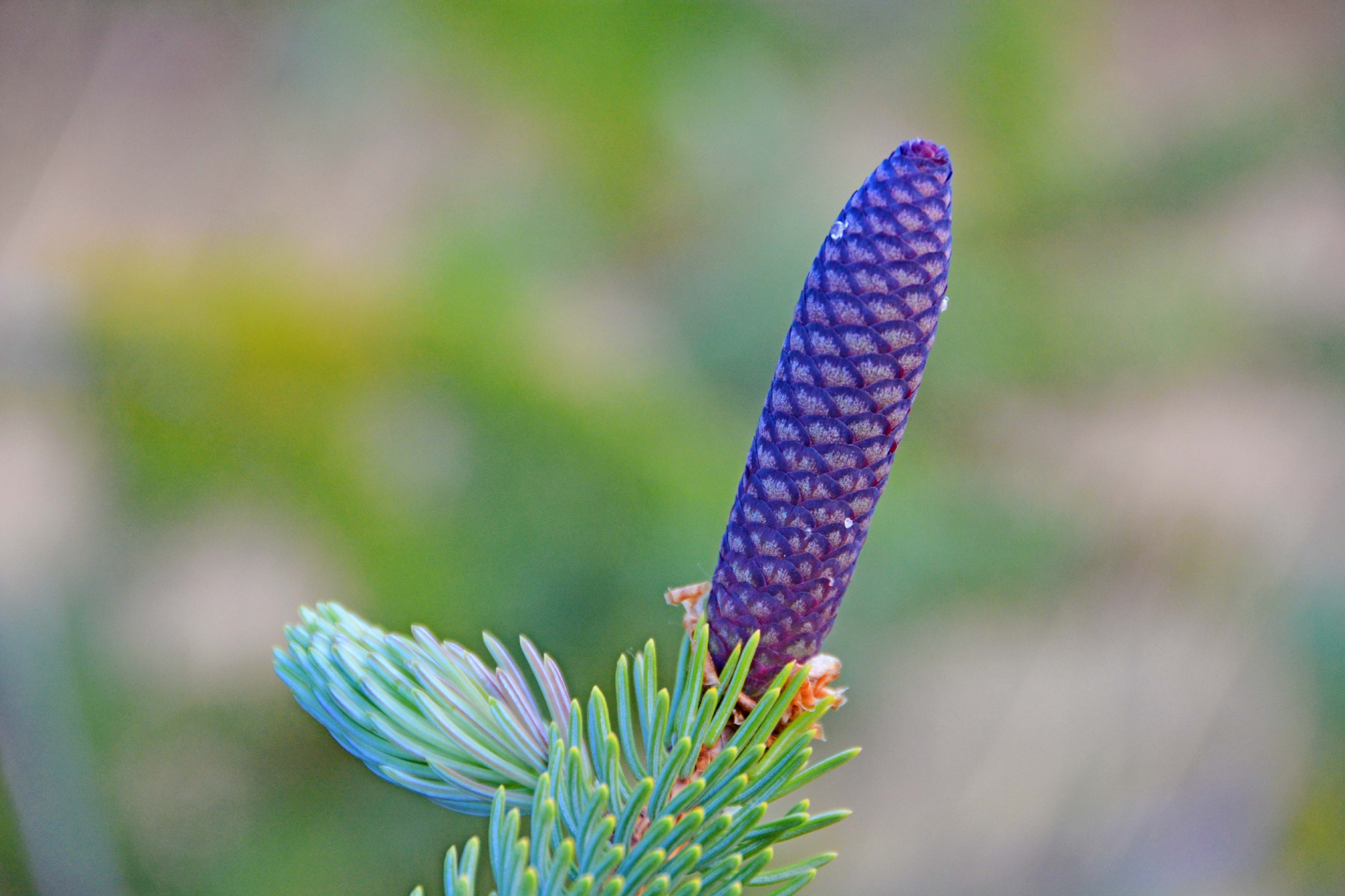 紫蓝色云杉果实原创拍摄