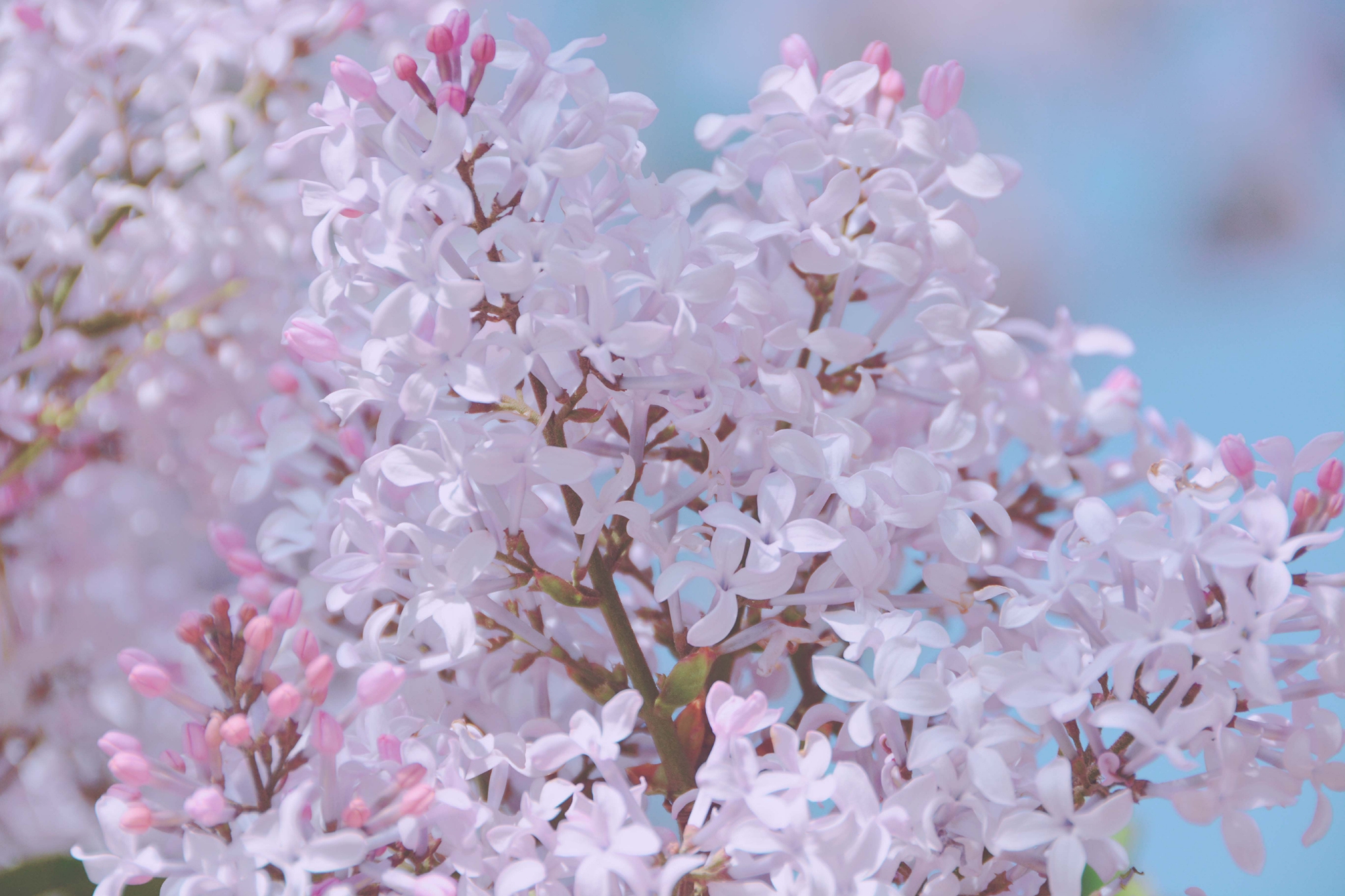 清香的紫丁香,原创拍摄|紫丁香|清香|原创_新浪新闻