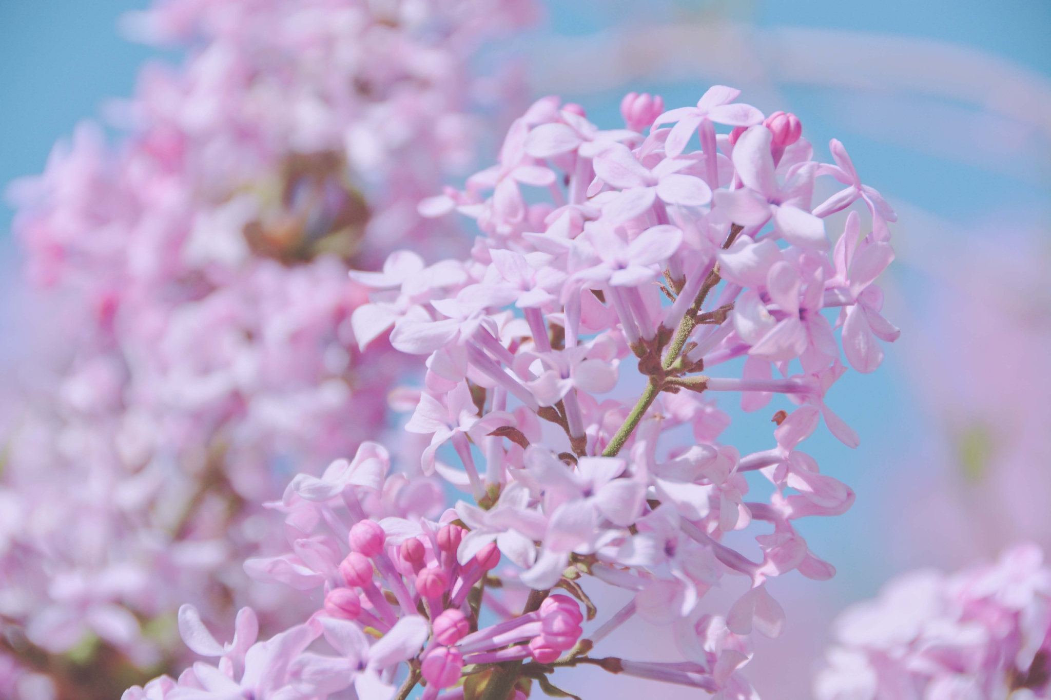 清香的紫丁香原创拍摄