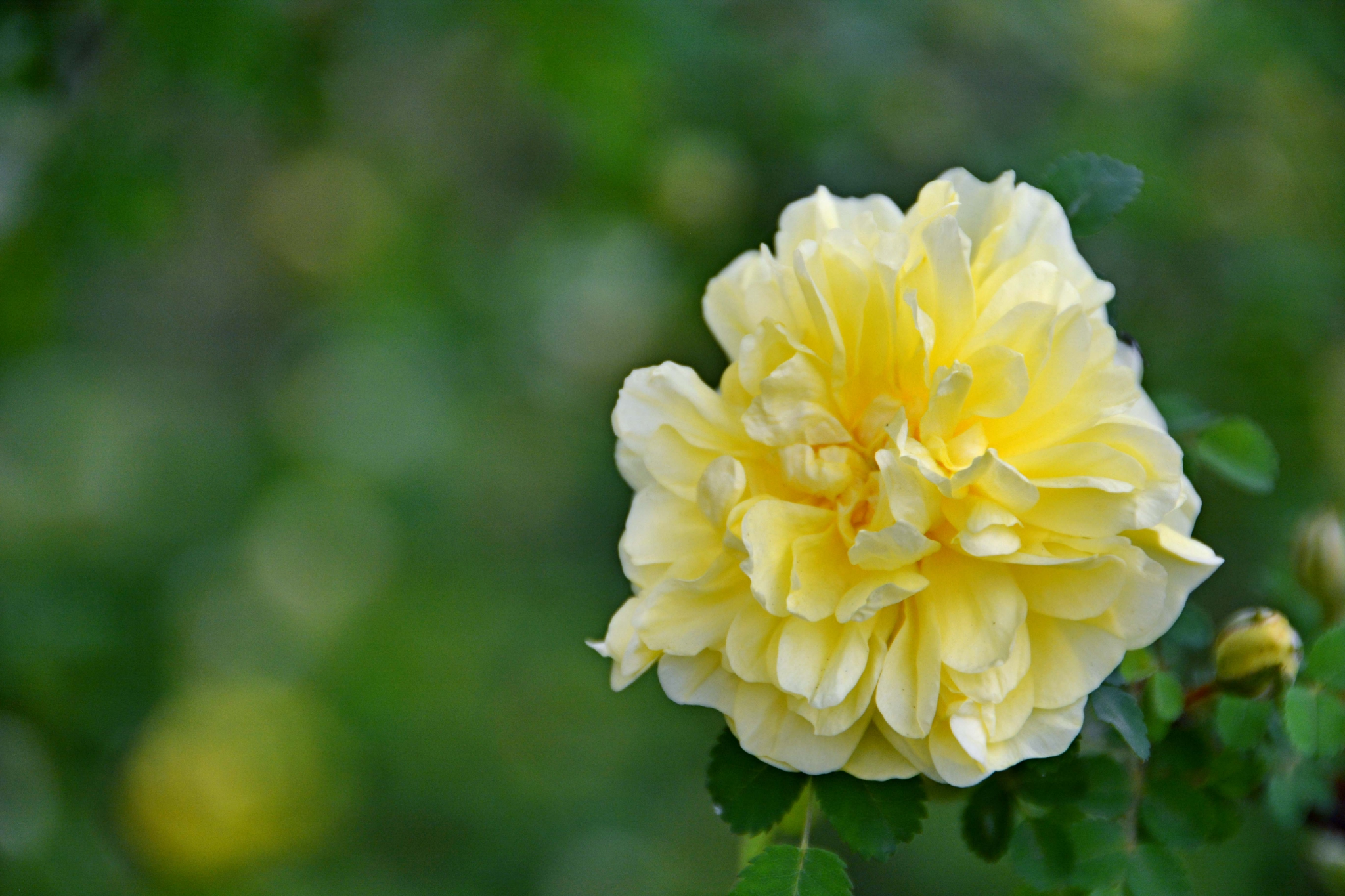 重瓣黄刺枚花原创拍摄