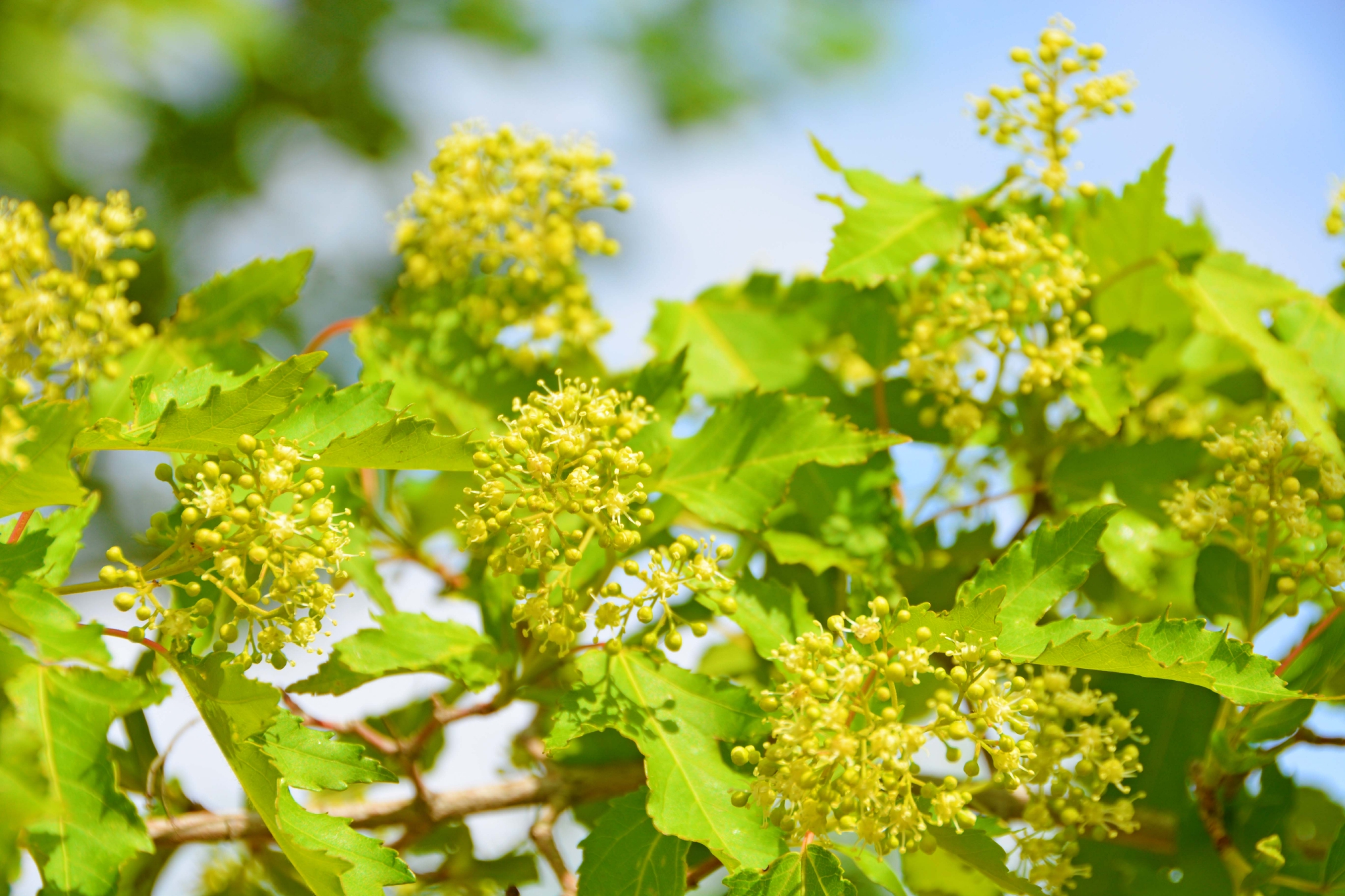 三角槭树花原创拍摄
