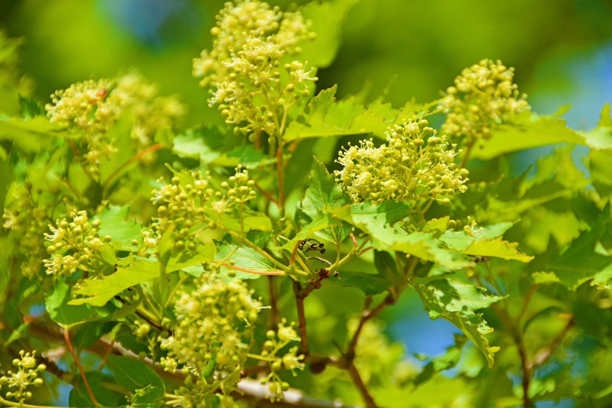 三角槭树花原创拍摄