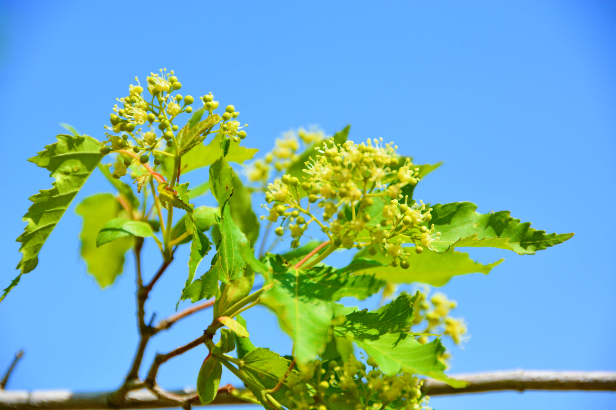 三角槭树花原创拍摄