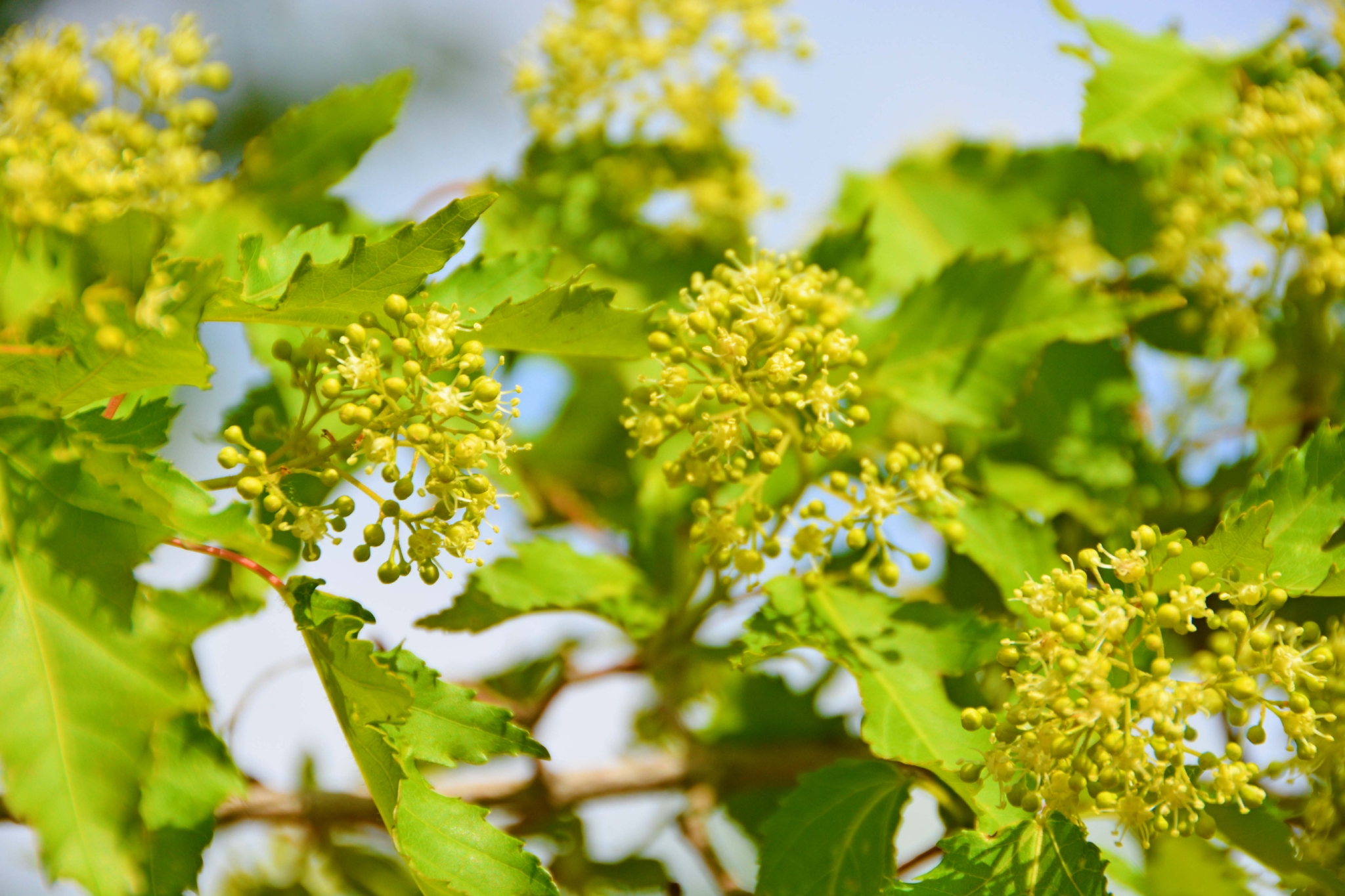 三角槭树花原创拍摄