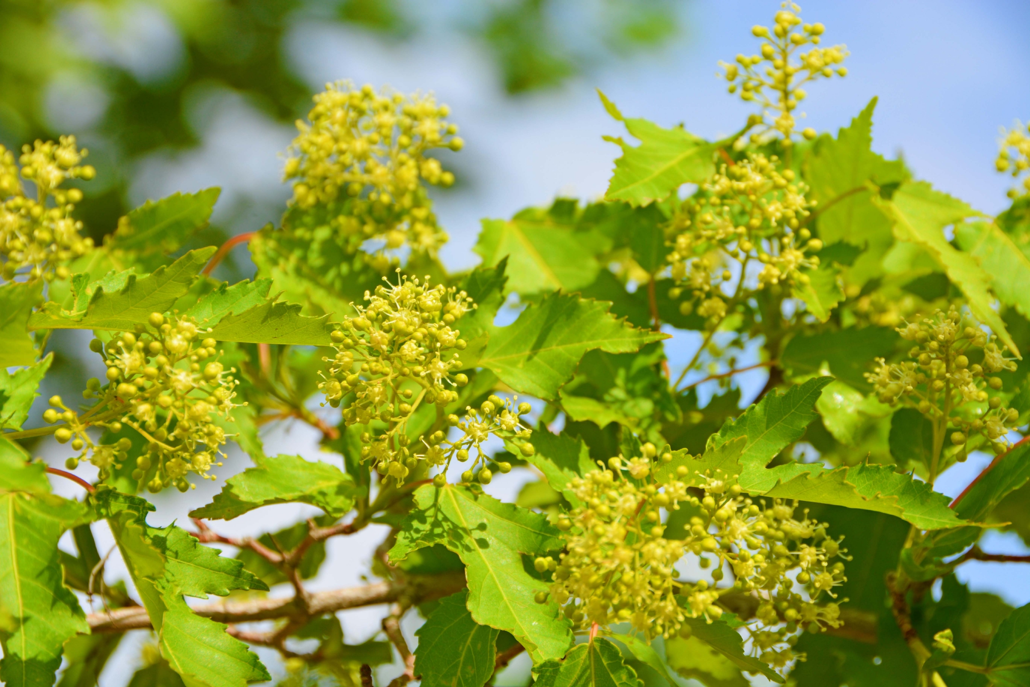 三角槭树花原创拍摄