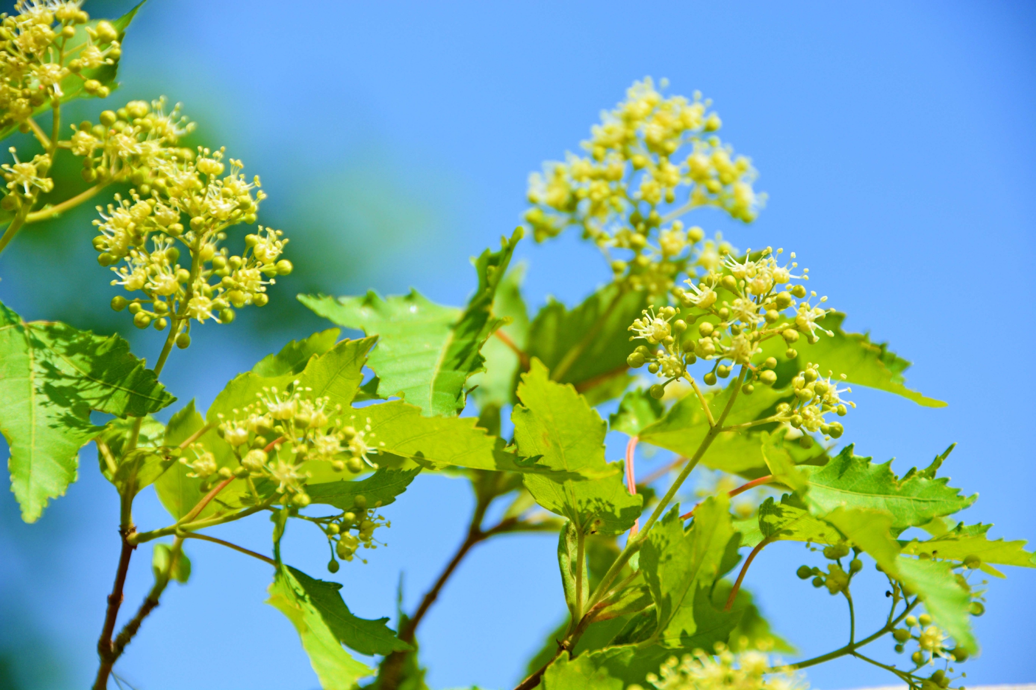 三角槭树花原创拍摄
