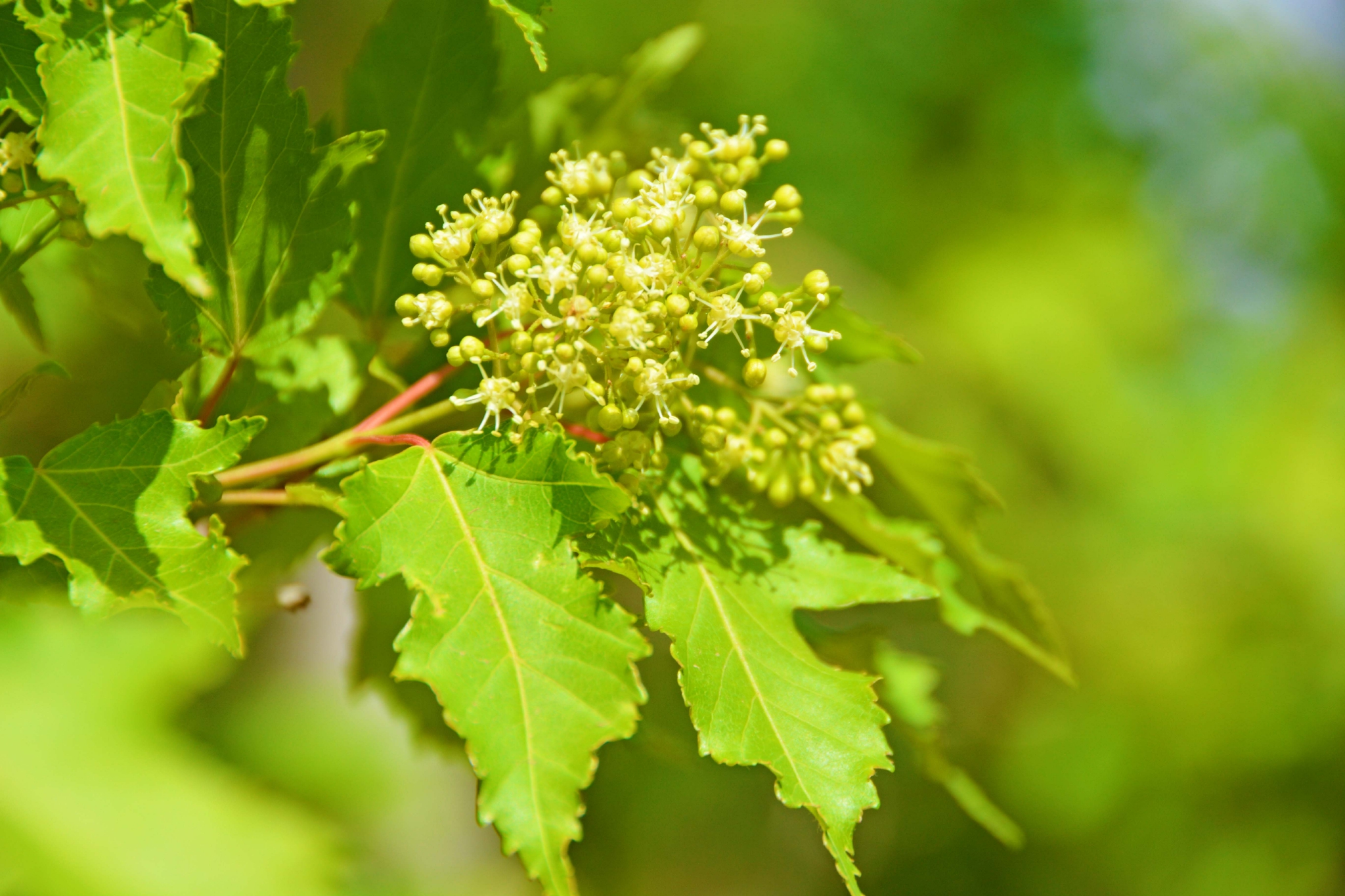 三角槭树花原创拍摄