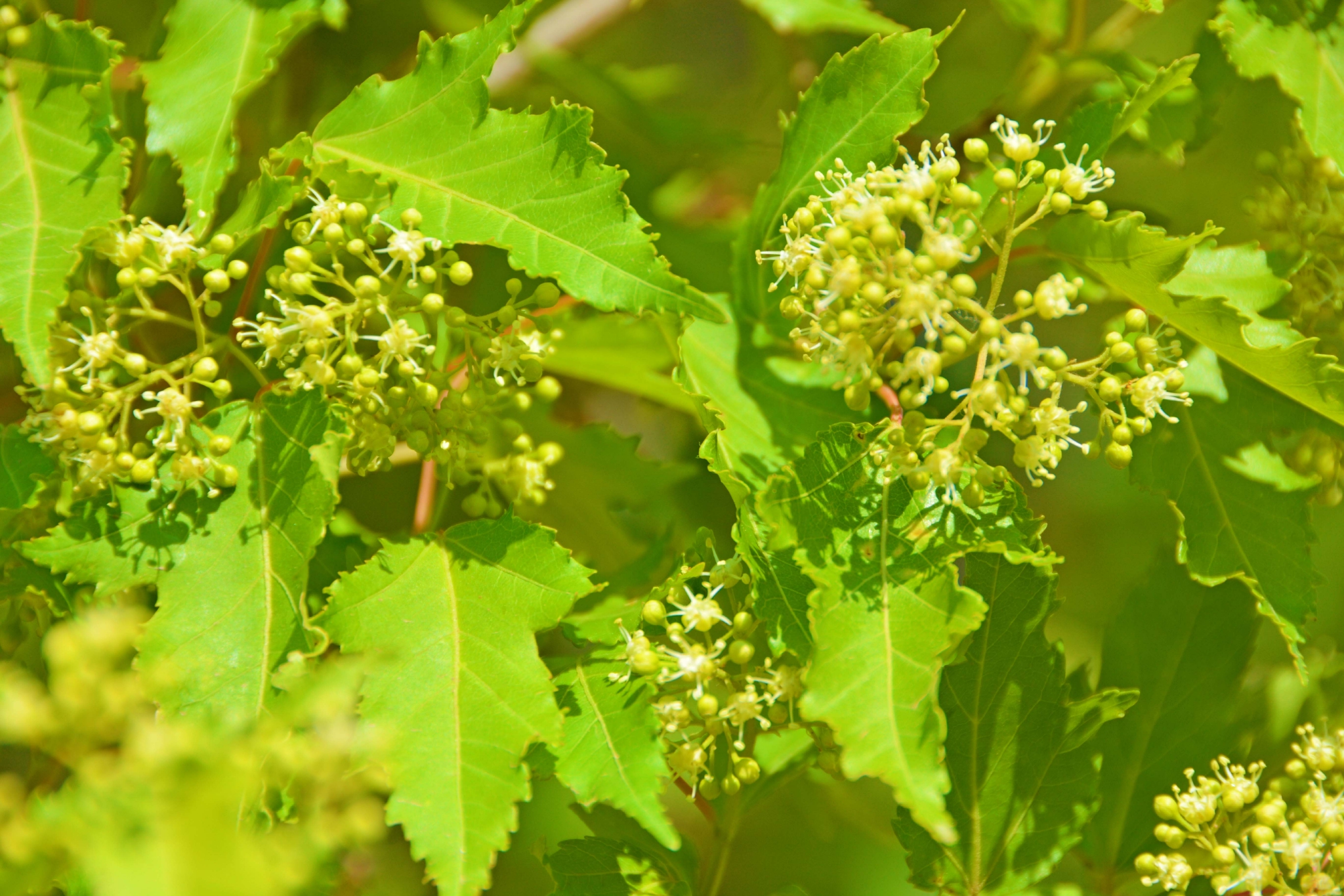 三角槭树花原创拍摄