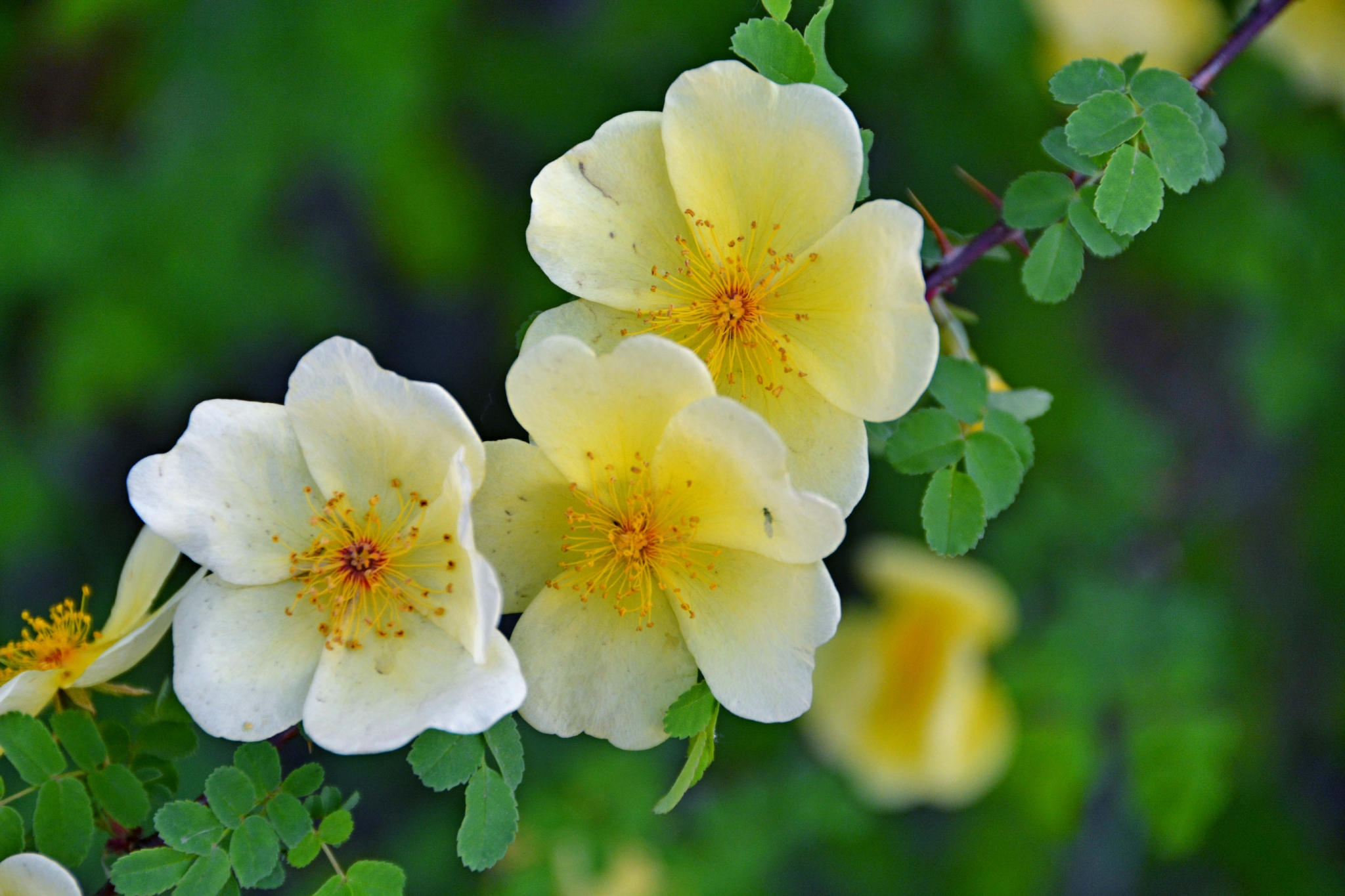 单瓣刺玫花,原创拍摄|刺玫花|原创|拍摄_新浪新闻