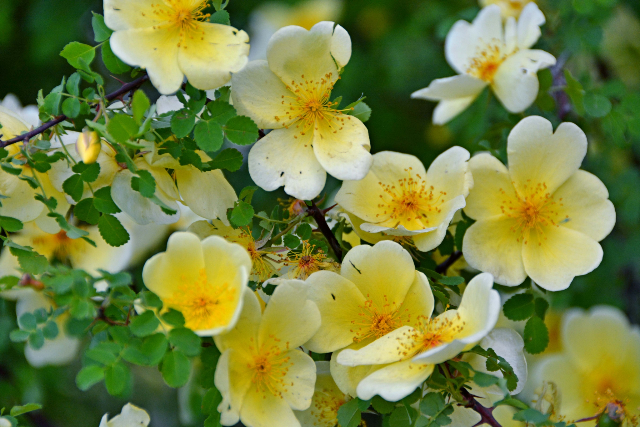 单瓣刺玫花,原创拍摄|刺玫花|原创|拍摄_新浪新闻