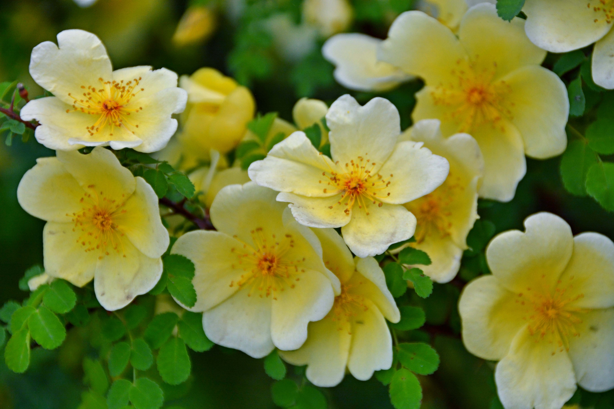 单瓣刺玫花,原创拍摄|刺玫花|原创|拍摄_新浪新闻