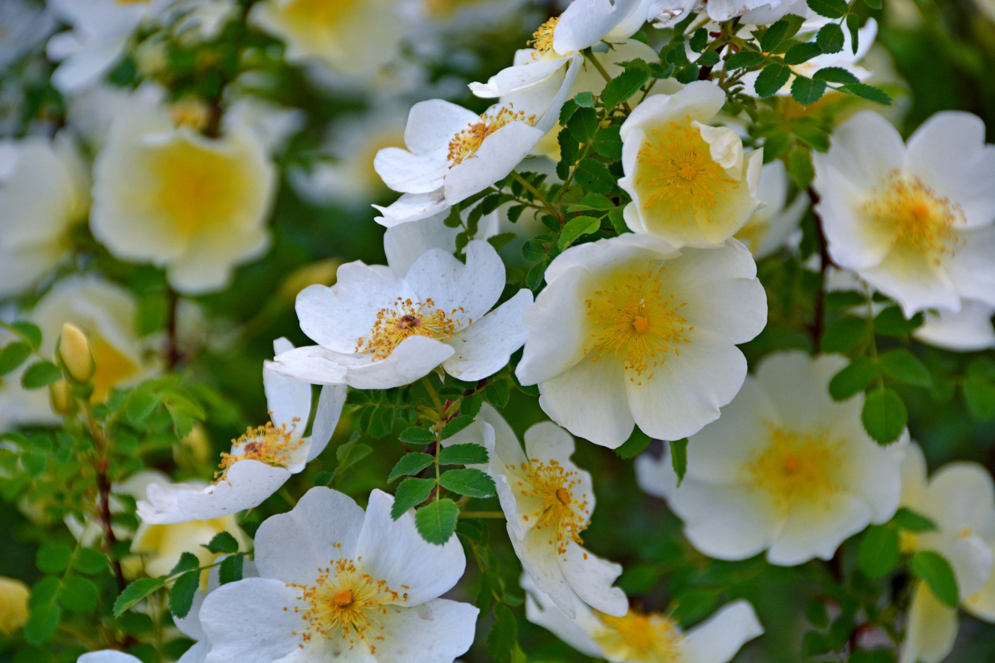 单瓣刺玫花,原创拍摄|刺玫花|原创|拍摄_新浪新闻