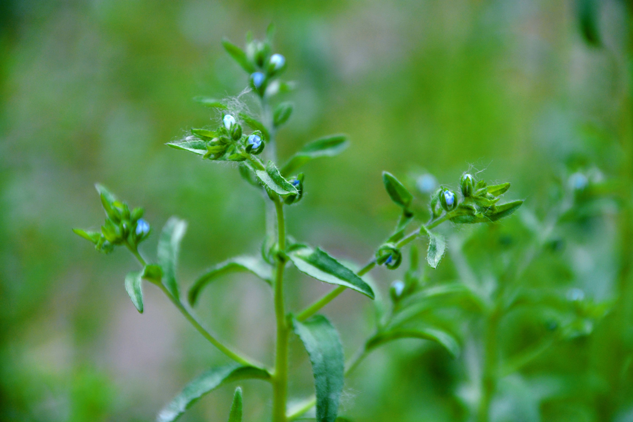 野生植物鹤虱,原创拍摄__财经头条