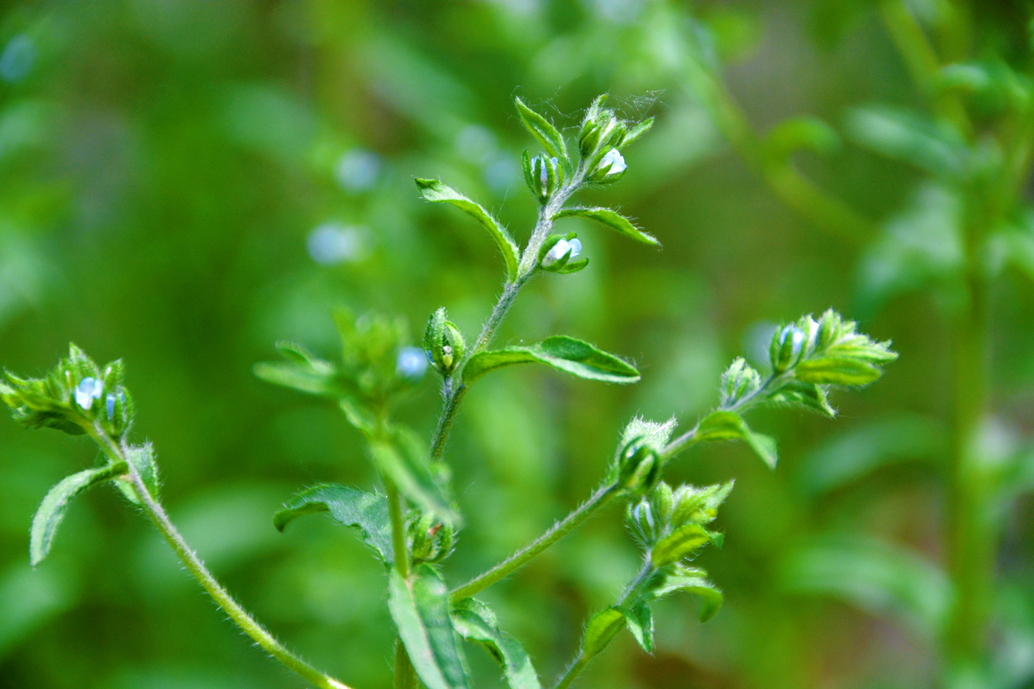 野生植物鹤虱,原创拍摄__财经头条