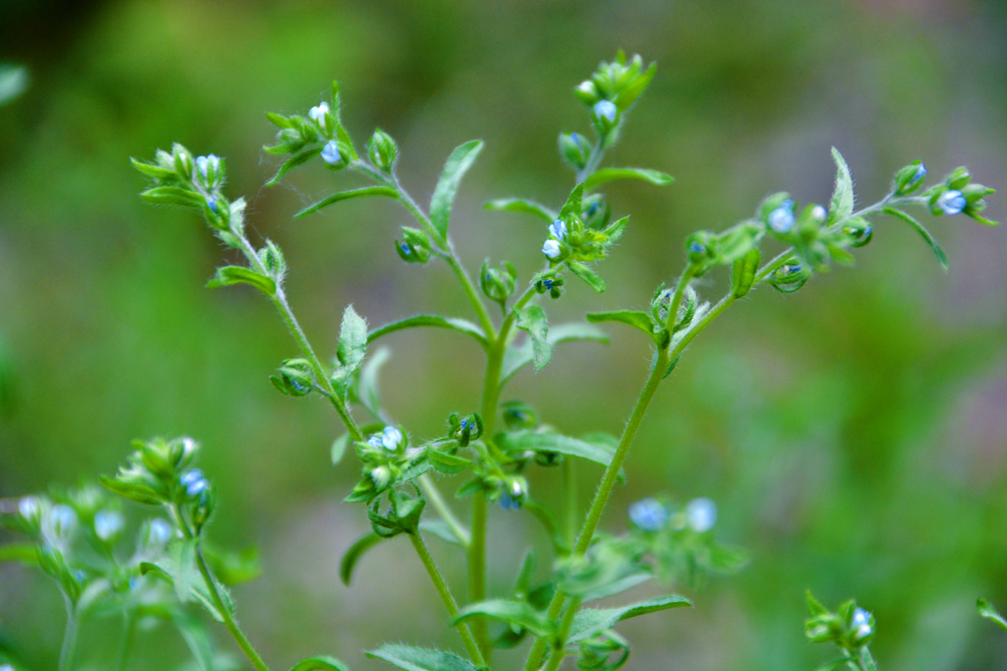 野生植物鹤虱,原创拍摄__财经头条