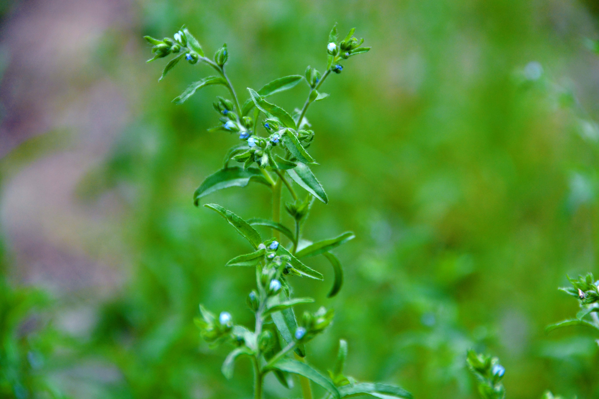 野生植物鹤虱,原创拍摄__财经头条