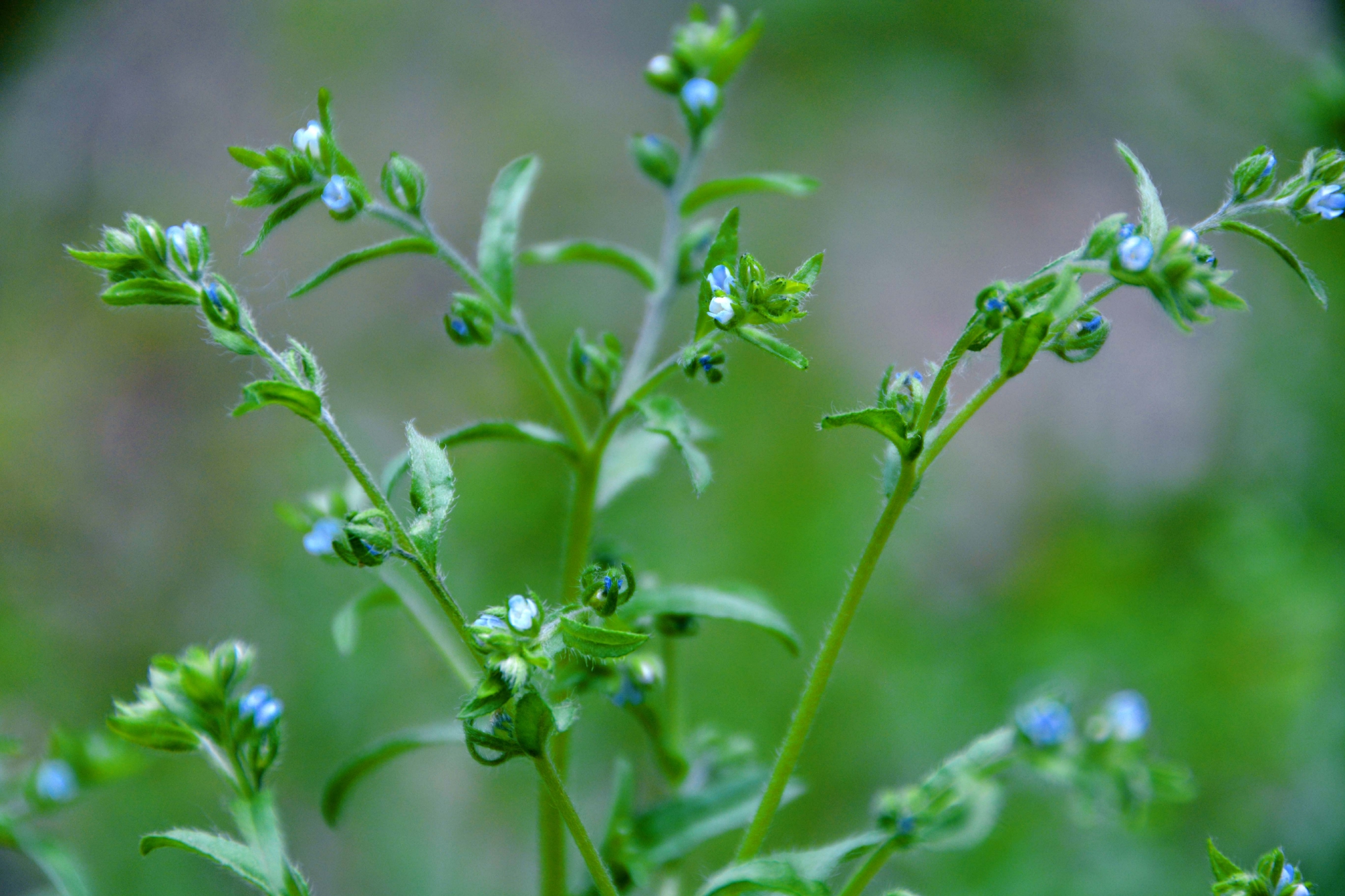 野生植物鹤虱,原创拍摄__财经头条