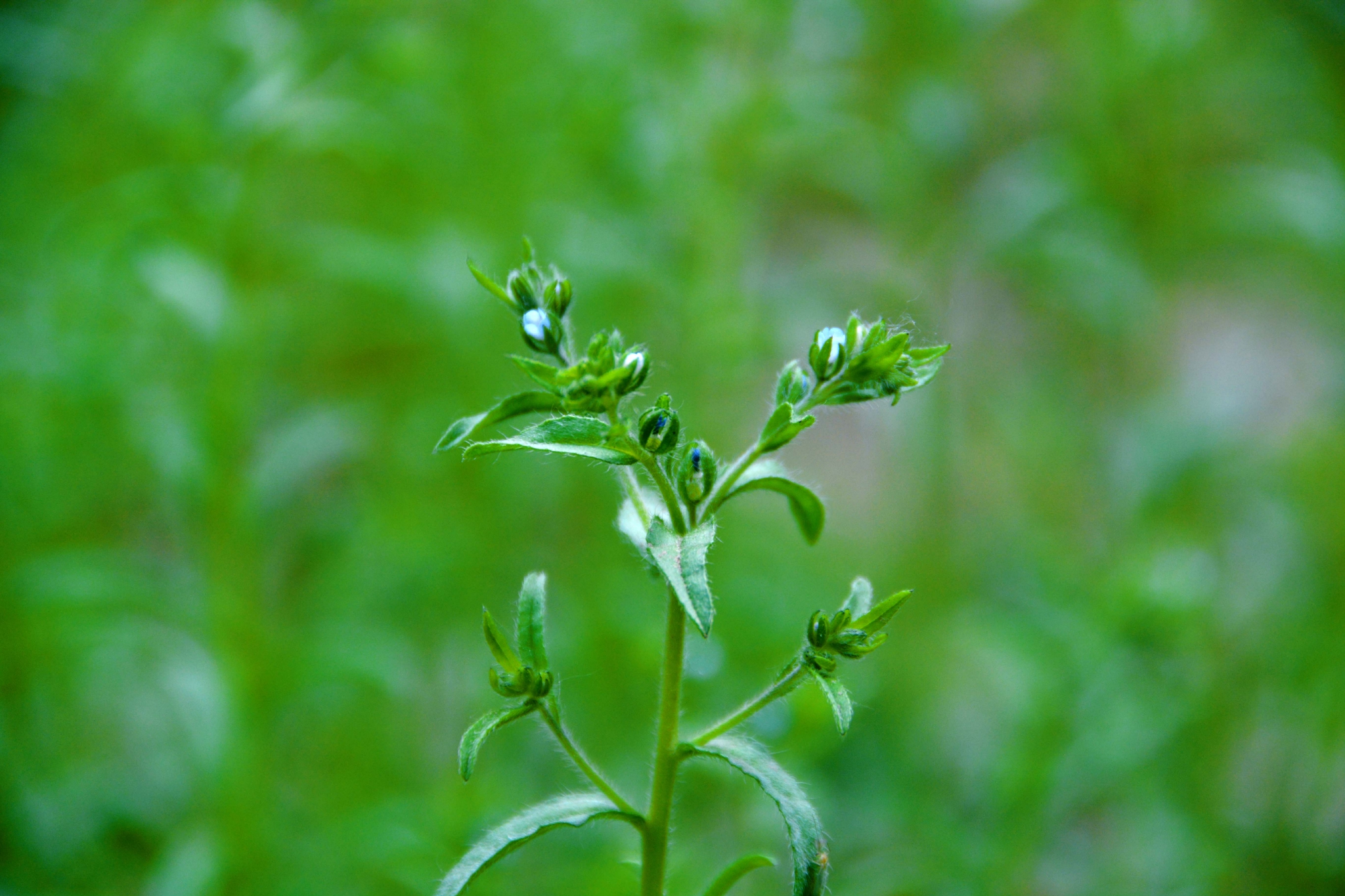 野生植物鹤虱,原创拍摄__财经头条