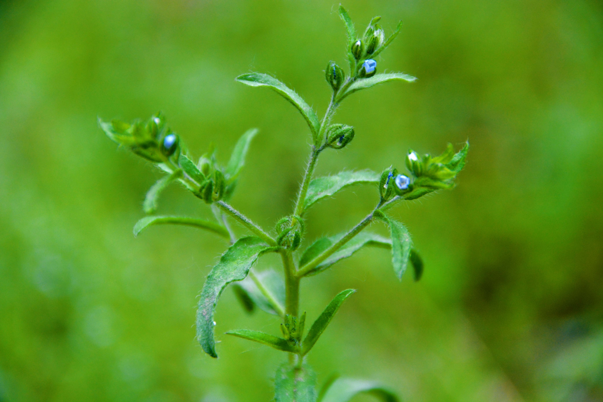 野生植物鹤虱,原创拍摄__财经头条