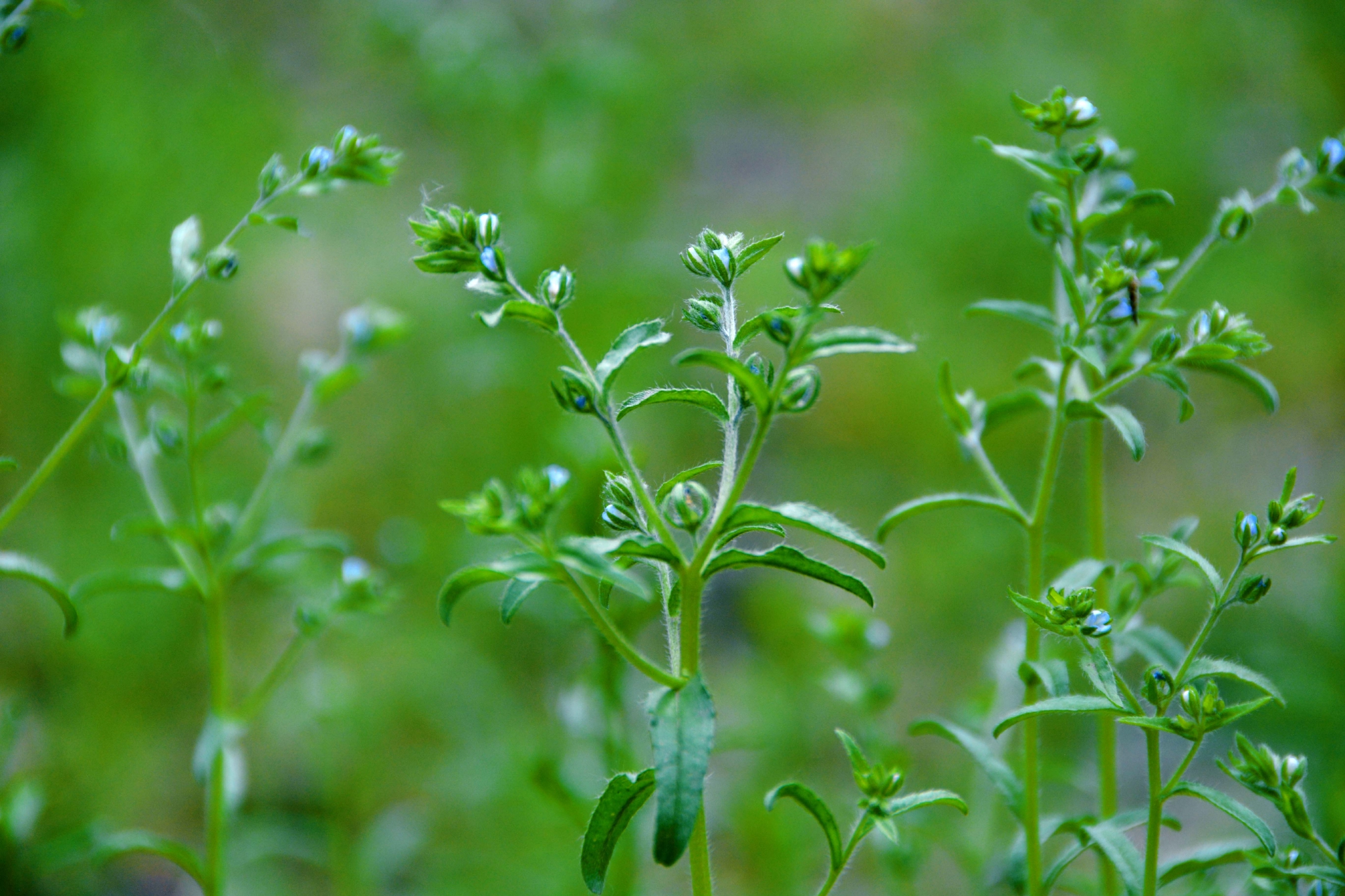 野生植物鹤虱,原创拍摄__财经头条