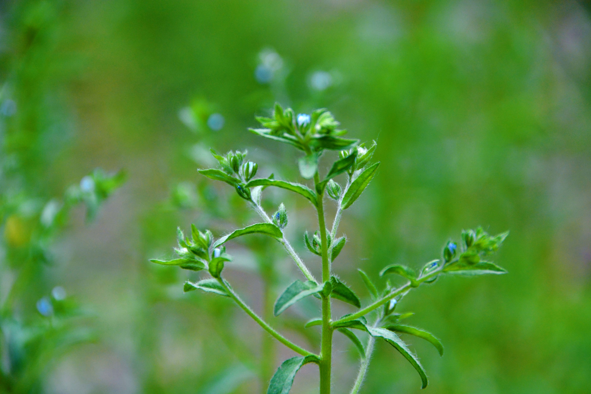 野生植物鹤虱,原创拍摄__财经头条