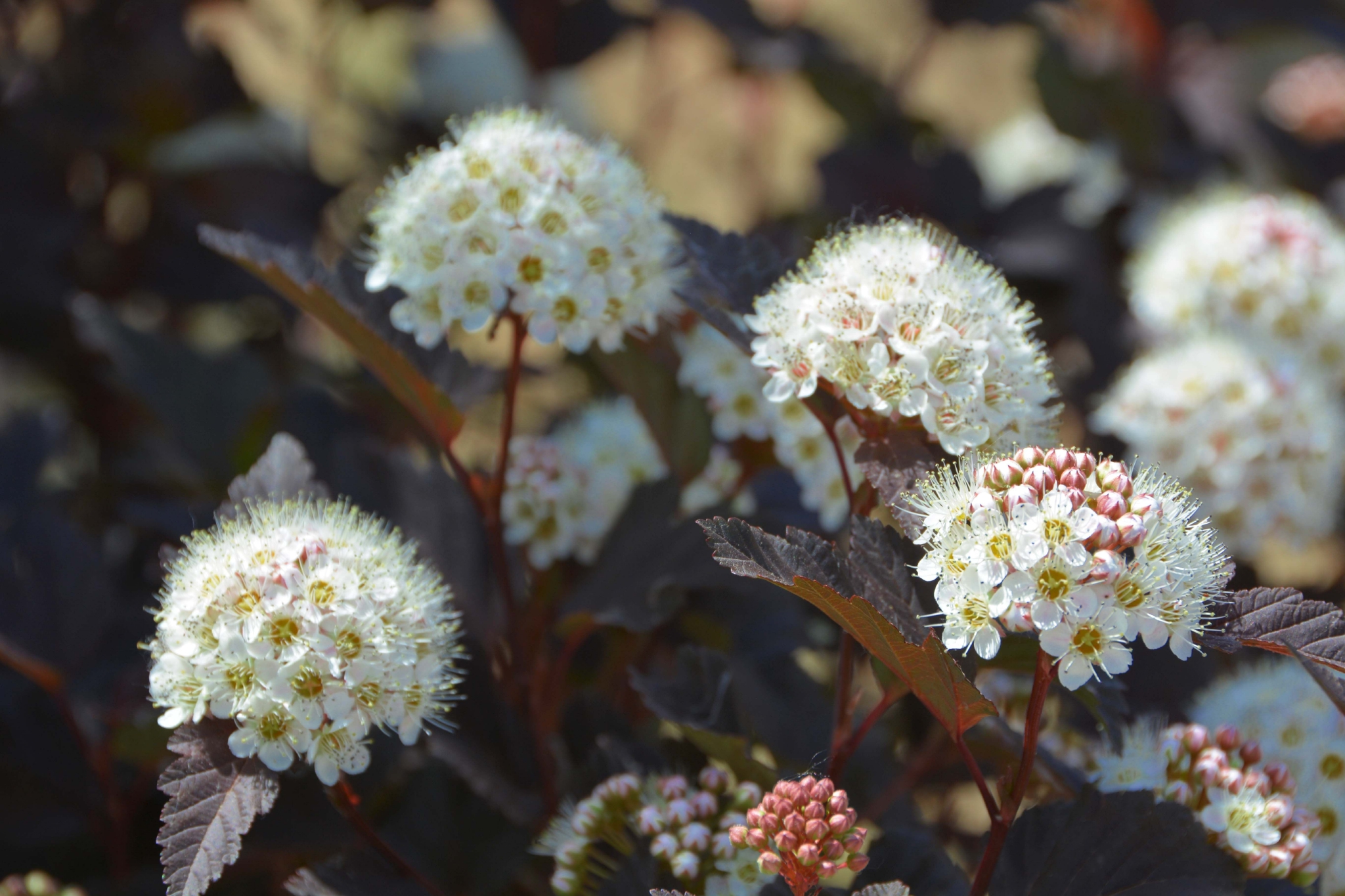毛茸茸的风箱果花原创拍摄