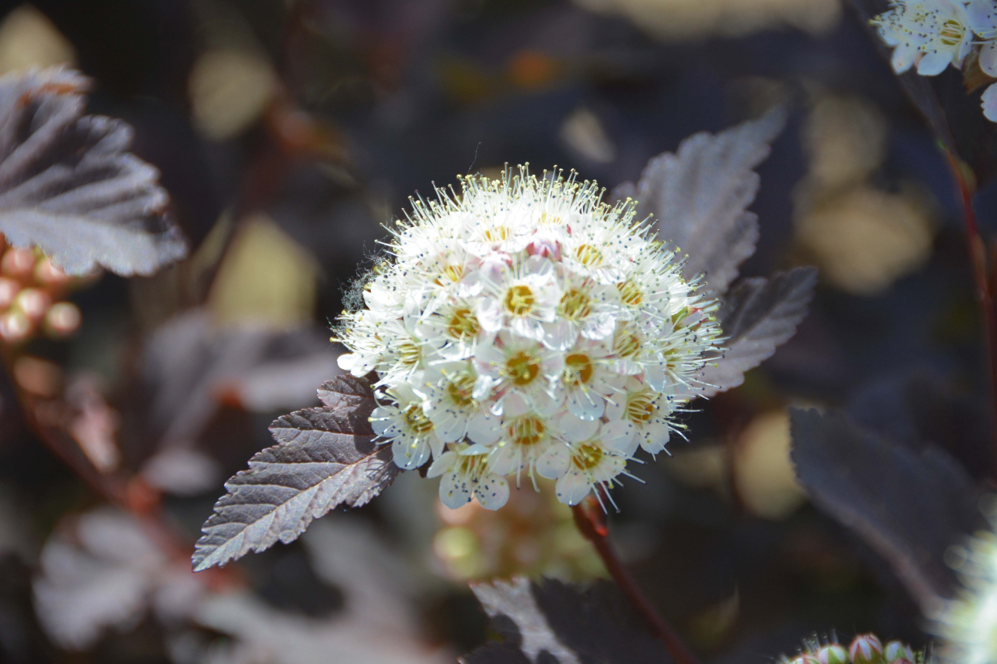 毛茸茸的风箱果花原创拍摄
