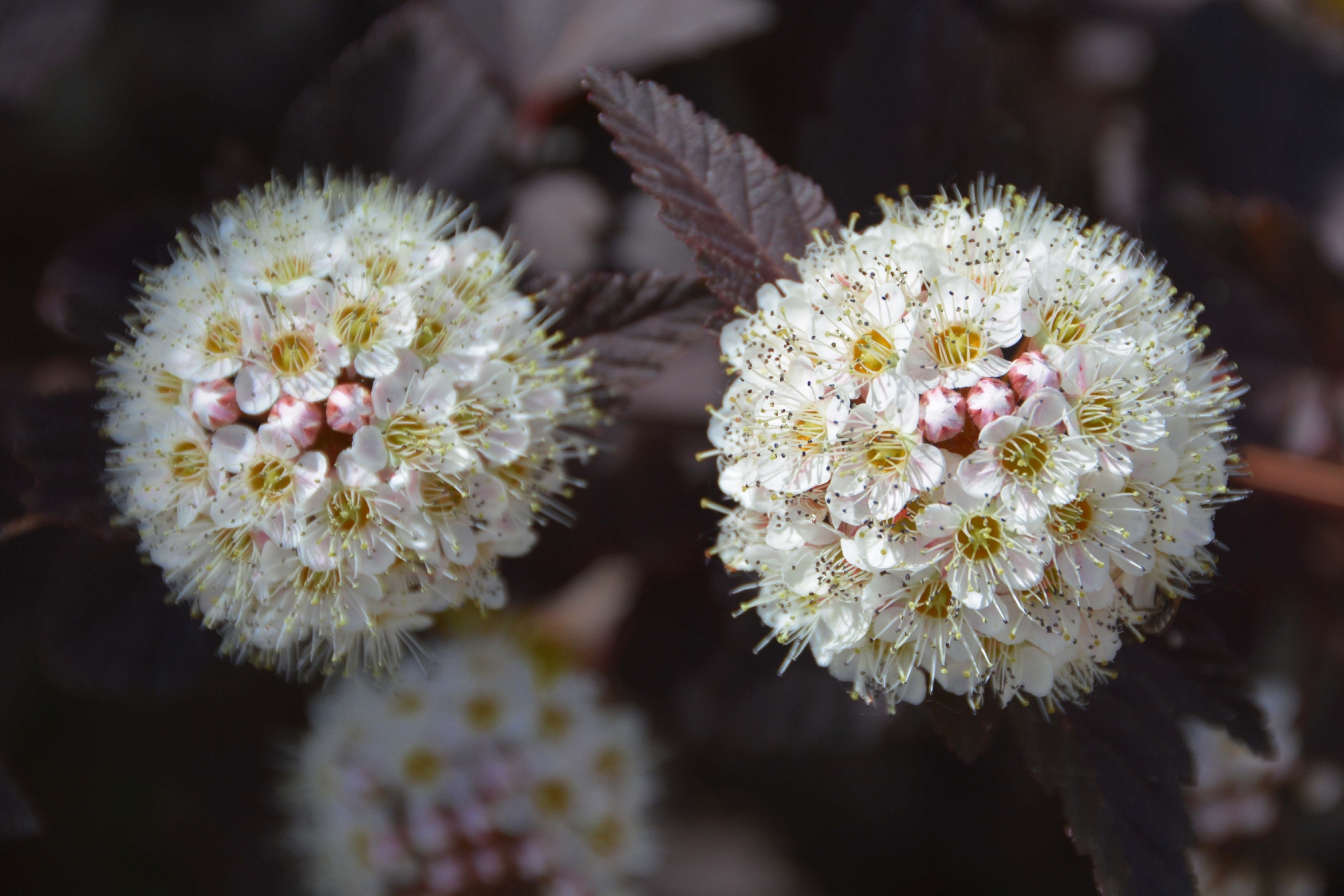 毛茸茸的风箱果花原创拍摄