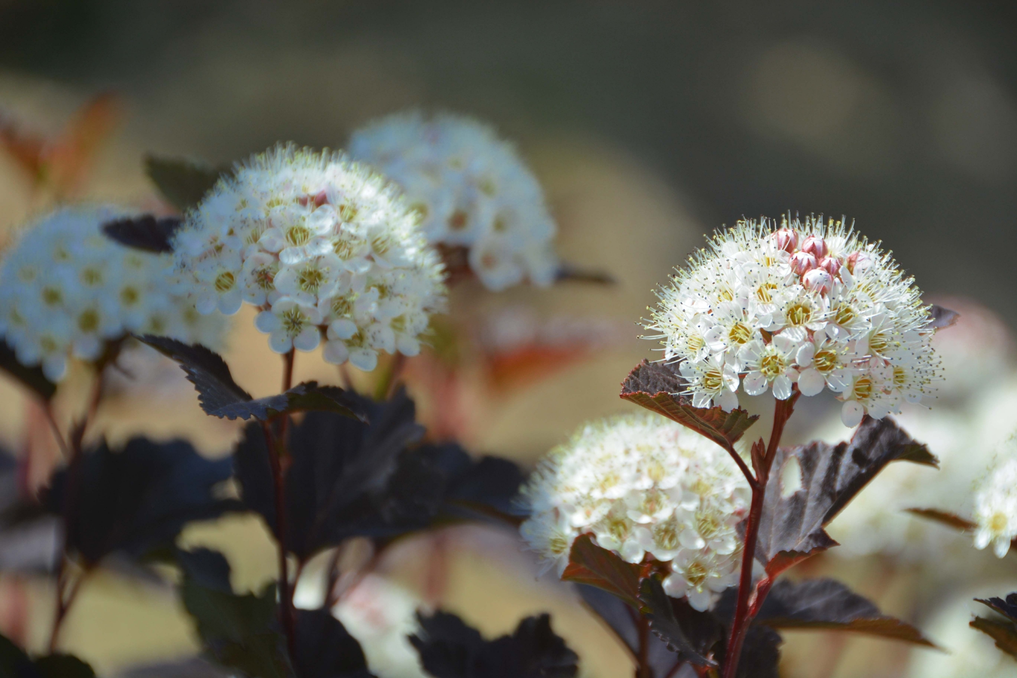 毛茸茸的风箱果花原创拍摄