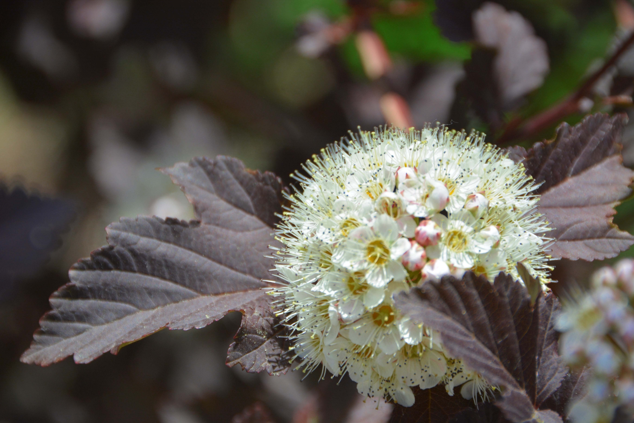 毛茸茸的风箱果花原创拍摄