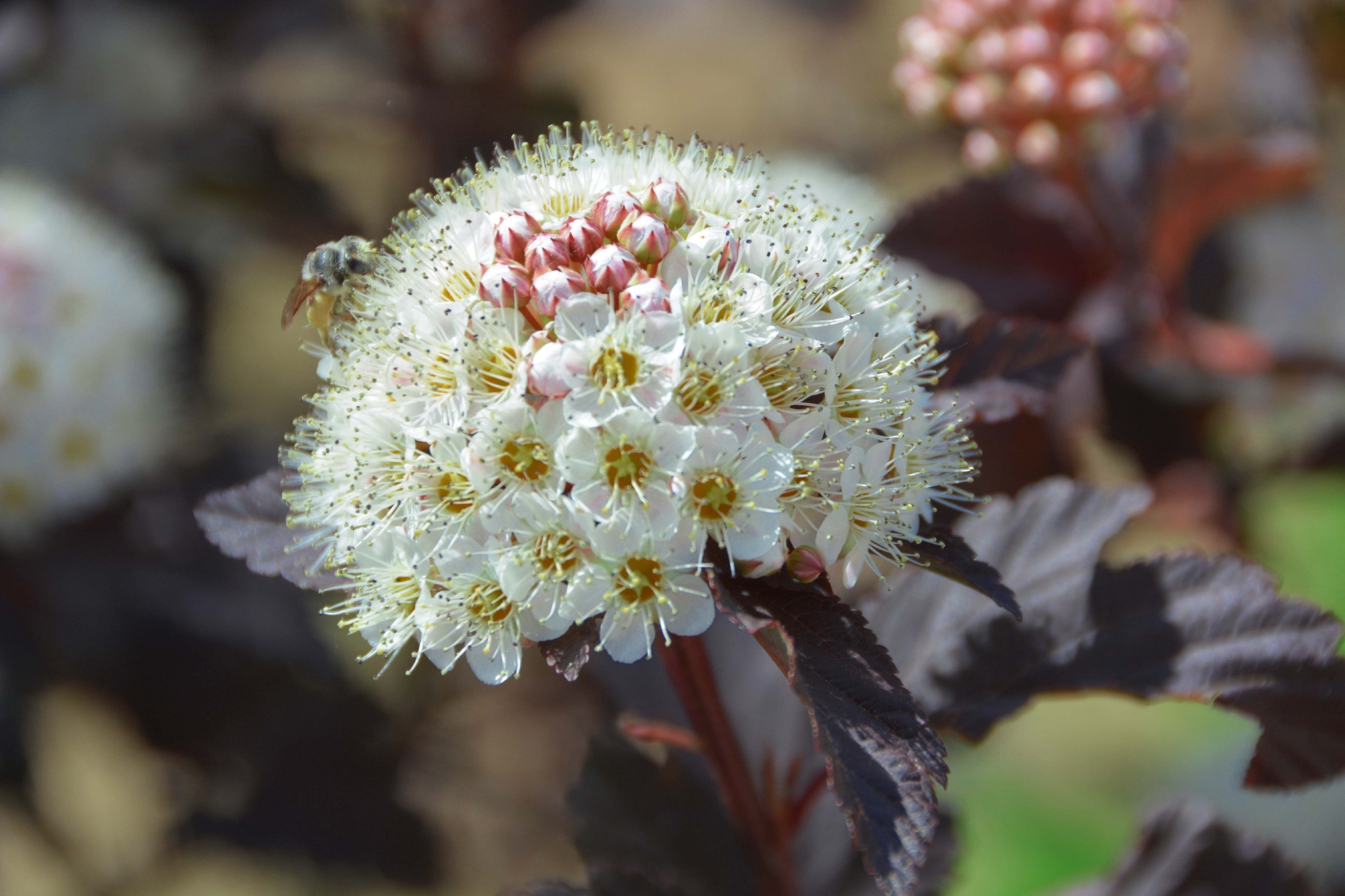 毛茸茸的风箱果花原创拍摄