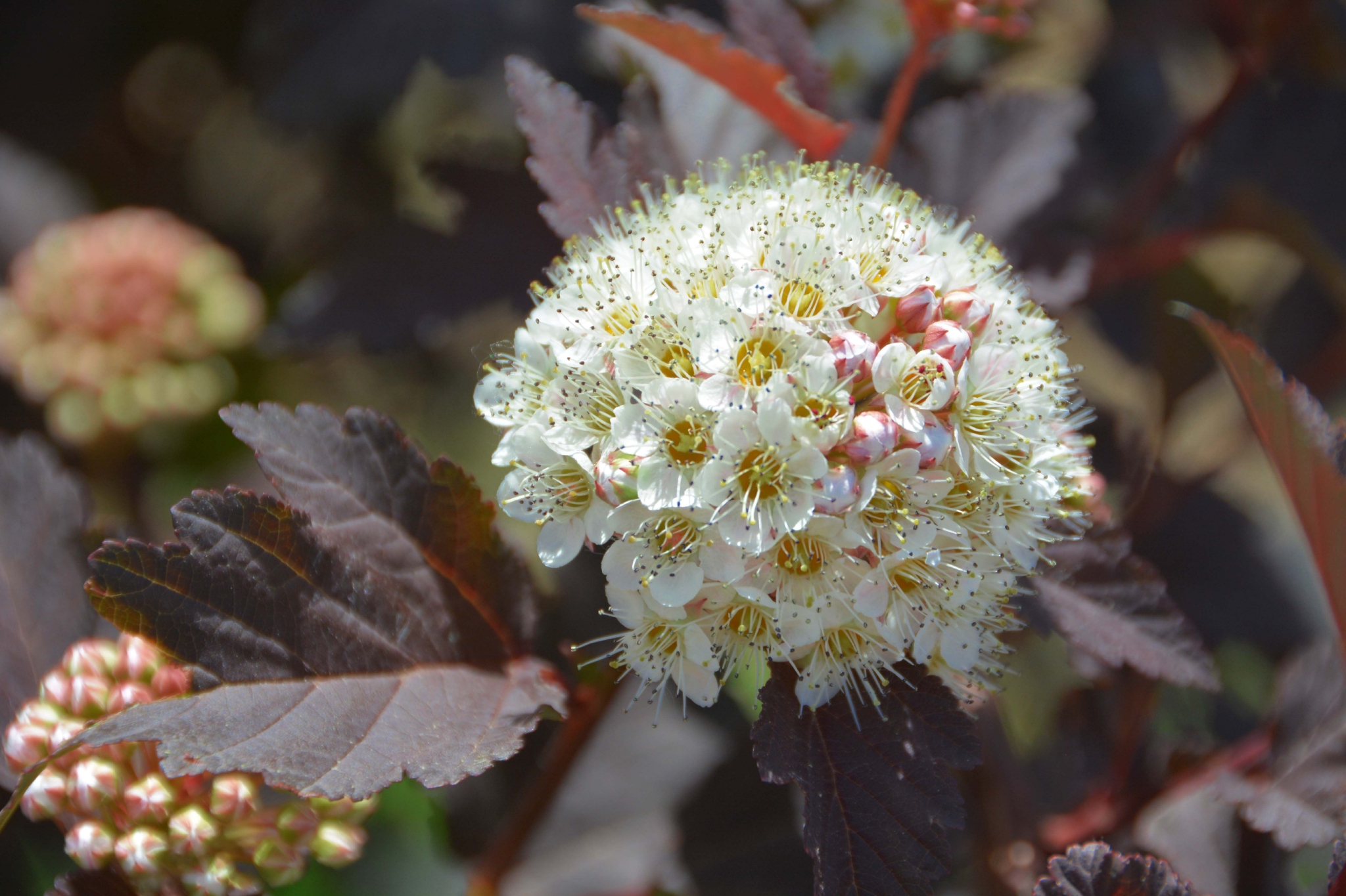 毛茸茸的风箱果花原创拍摄