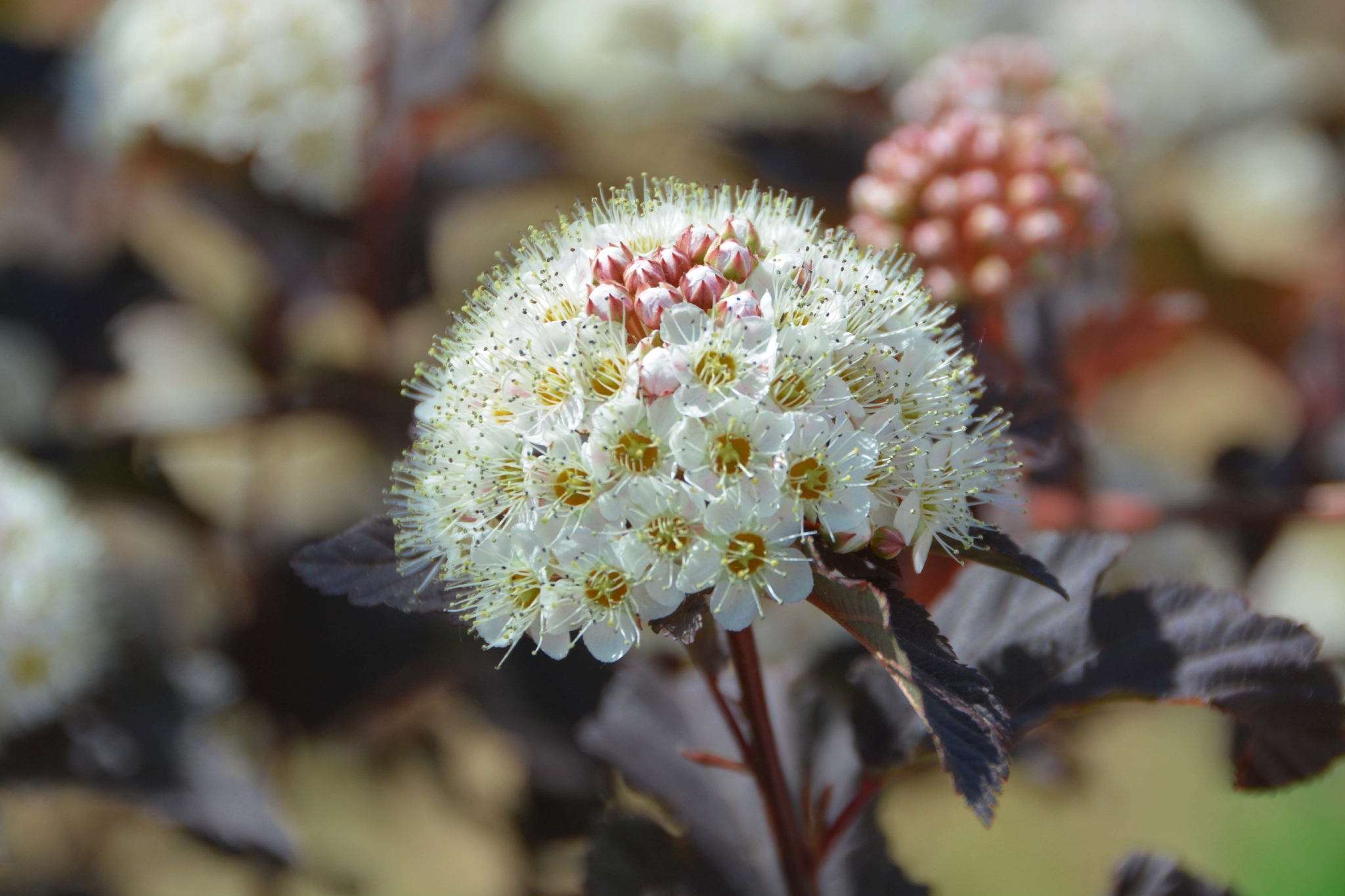 毛茸茸的风箱果花原创拍摄