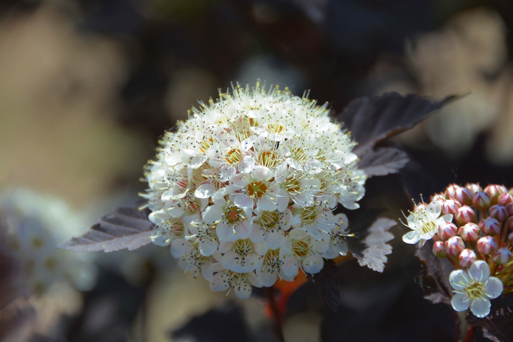 毛茸茸的风箱果花原创拍摄