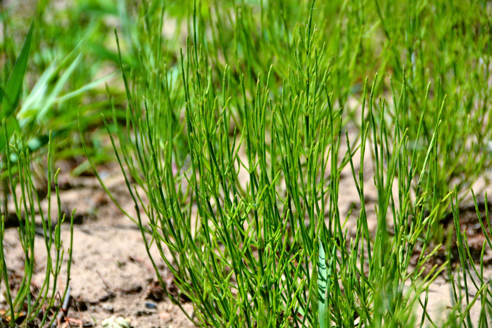 节节草(节节草根的功效和用途)
