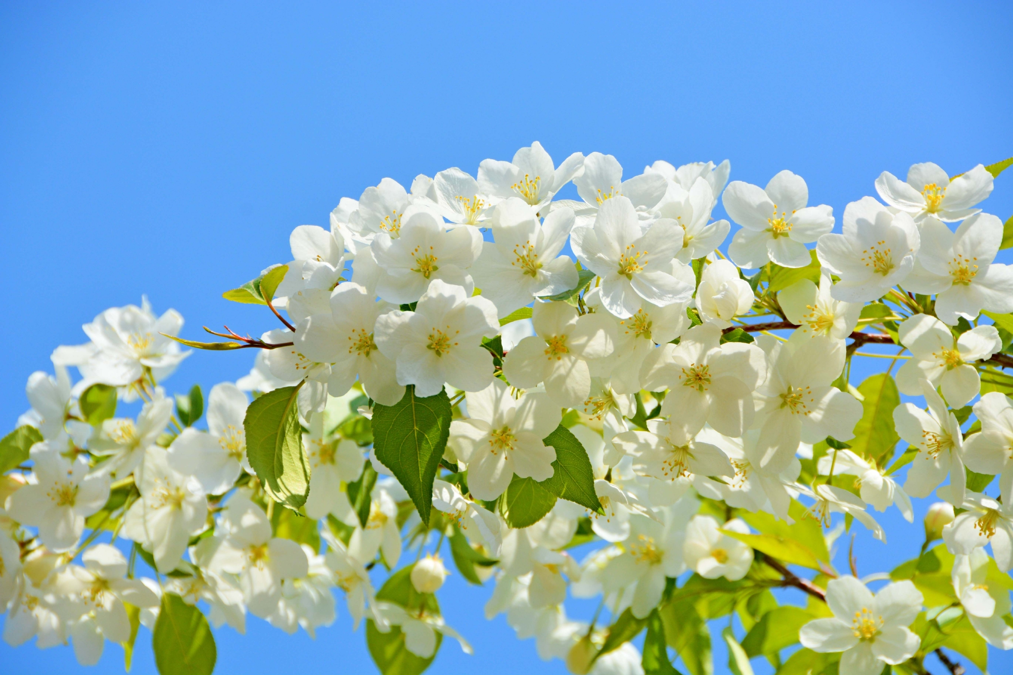 白海棠花原创拍摄