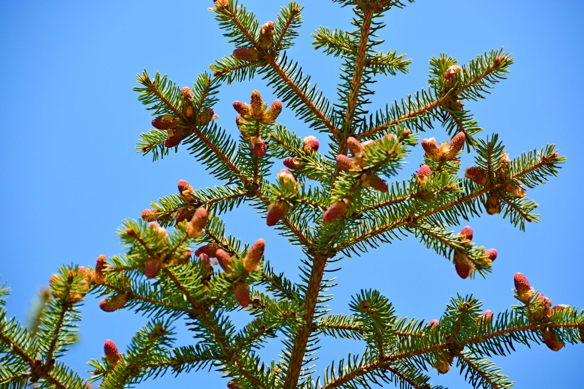 一种杉树花,原创拍摄__财经头条