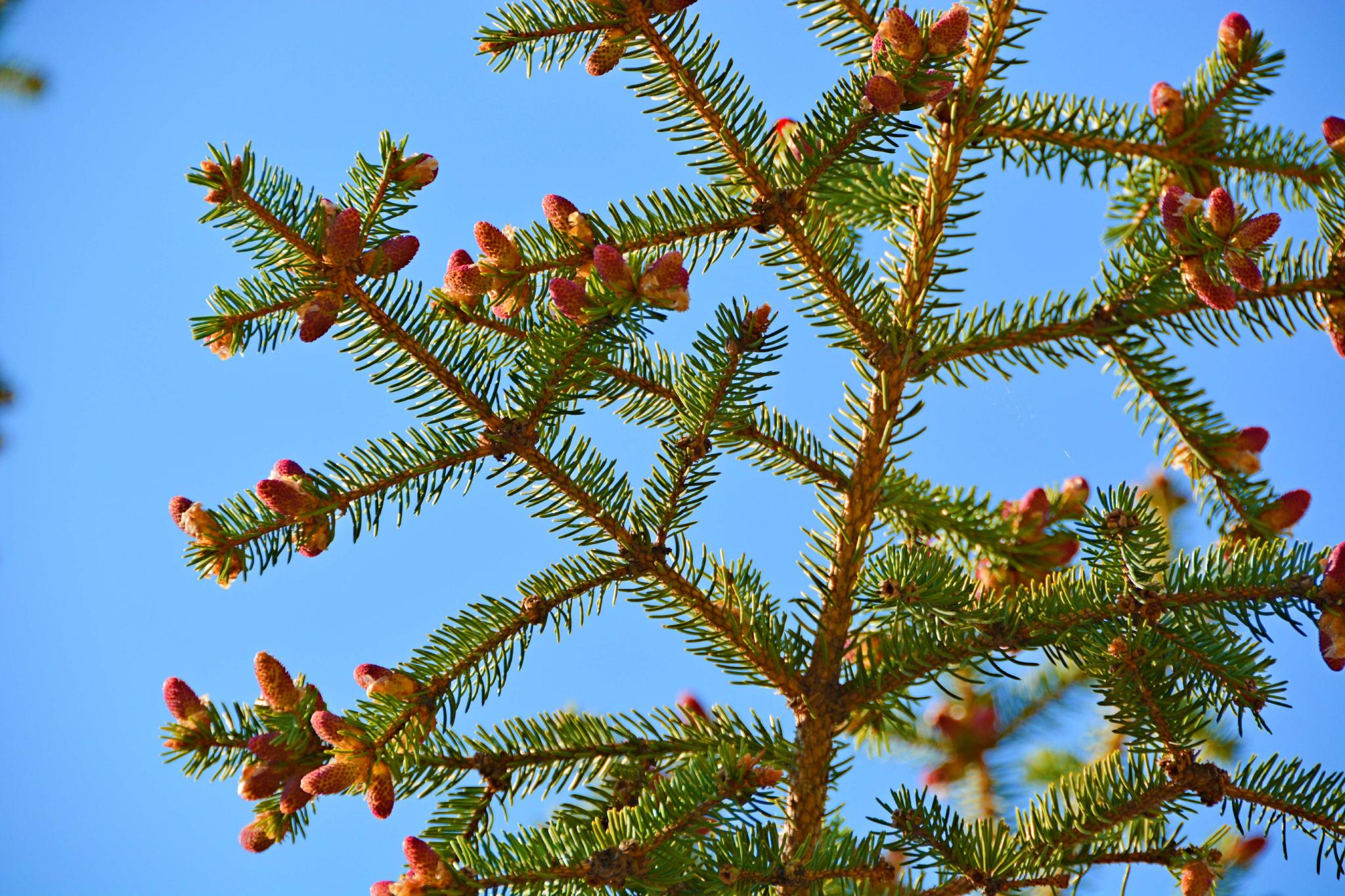 一种杉树花,原创拍摄__财经头条