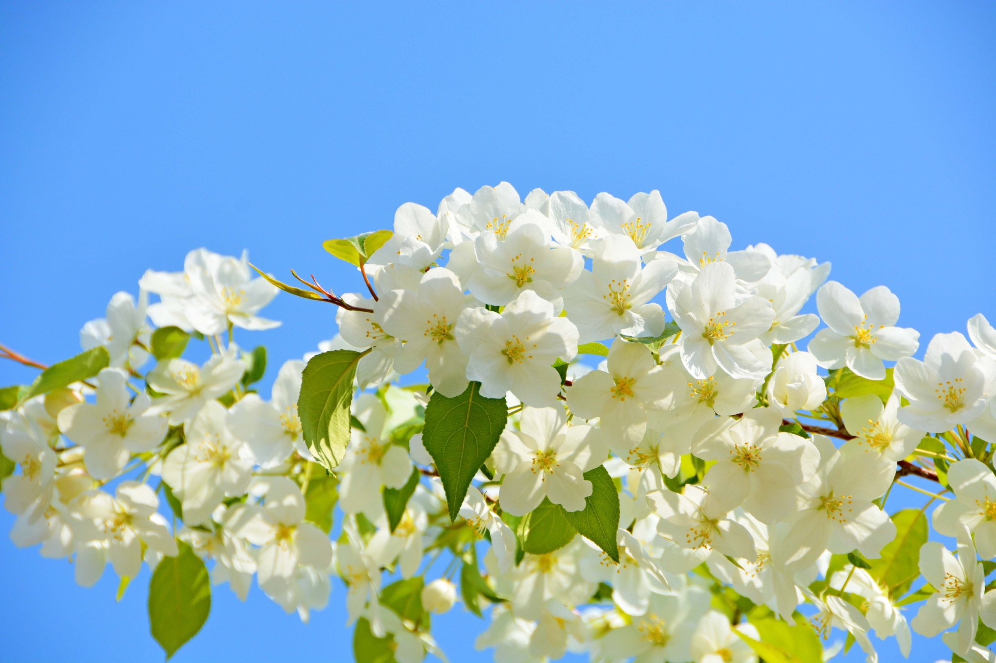 白海棠花原创拍摄